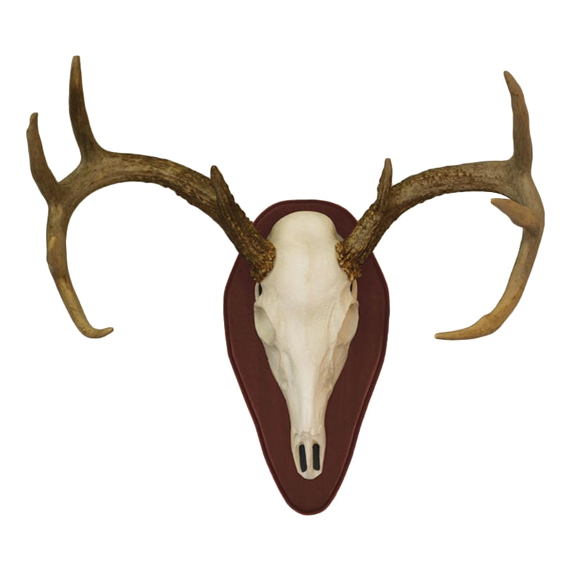 Hunter's Specialties Euro Half Skull Deer Mounting Kit 