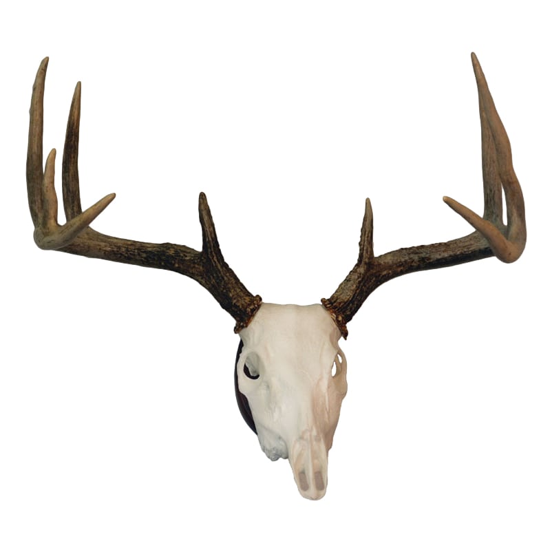 Hunter's Specialties® European Skull Deer Mounting Kit 