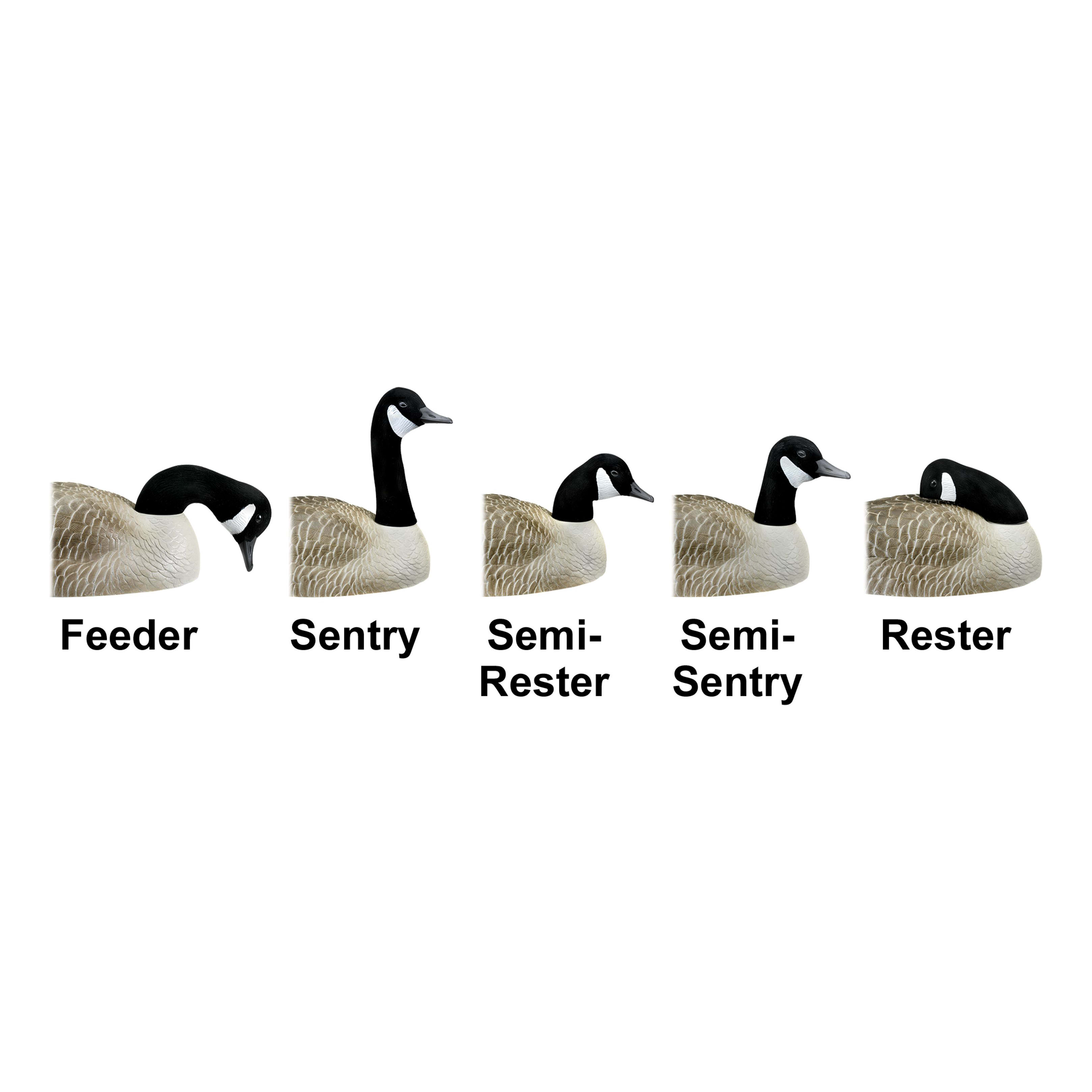 Northern Flight® Canada Goose Shell Decoys - Variety Pack