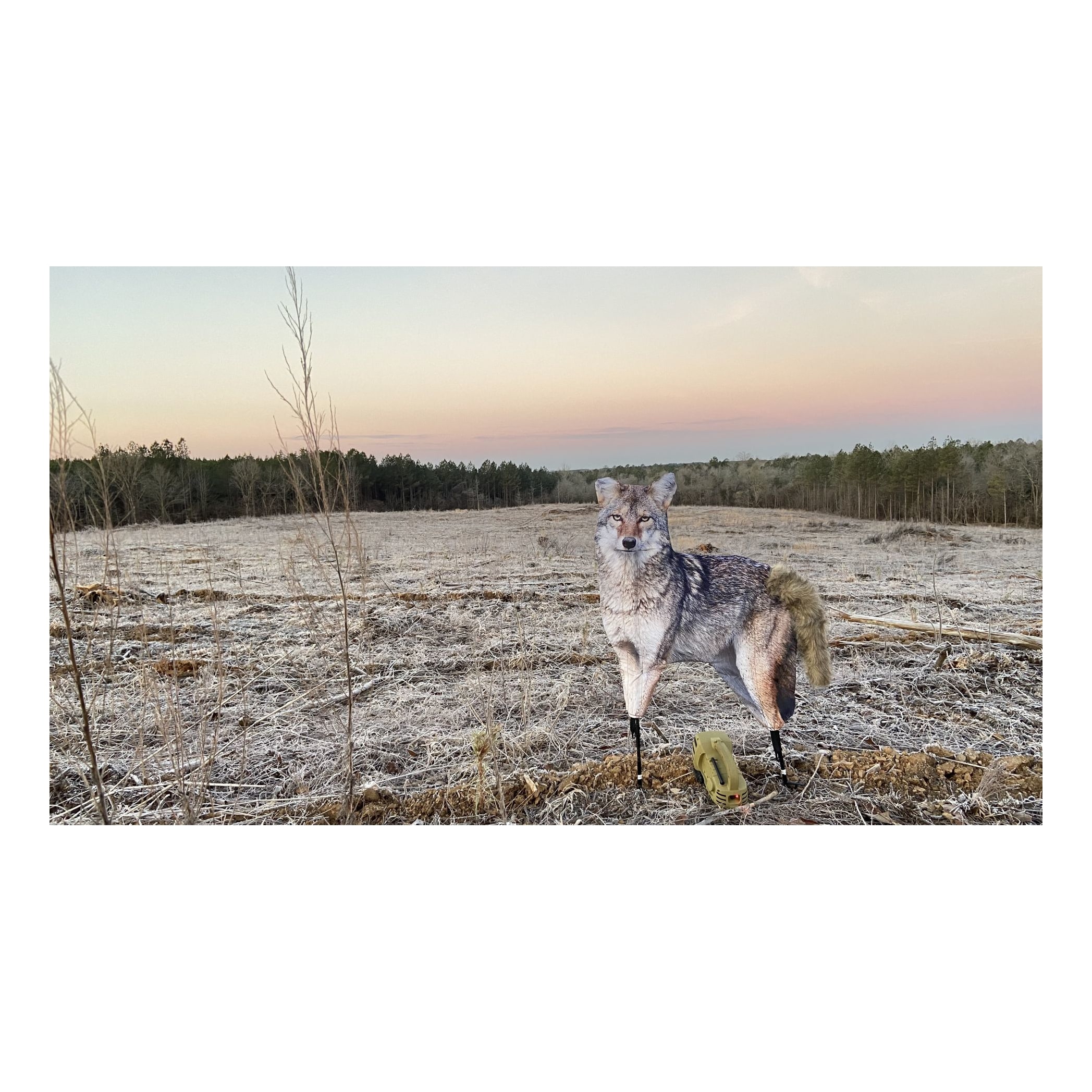 Montana Decoy Co. Song Dog Coyote Decoy Cabela's Canada