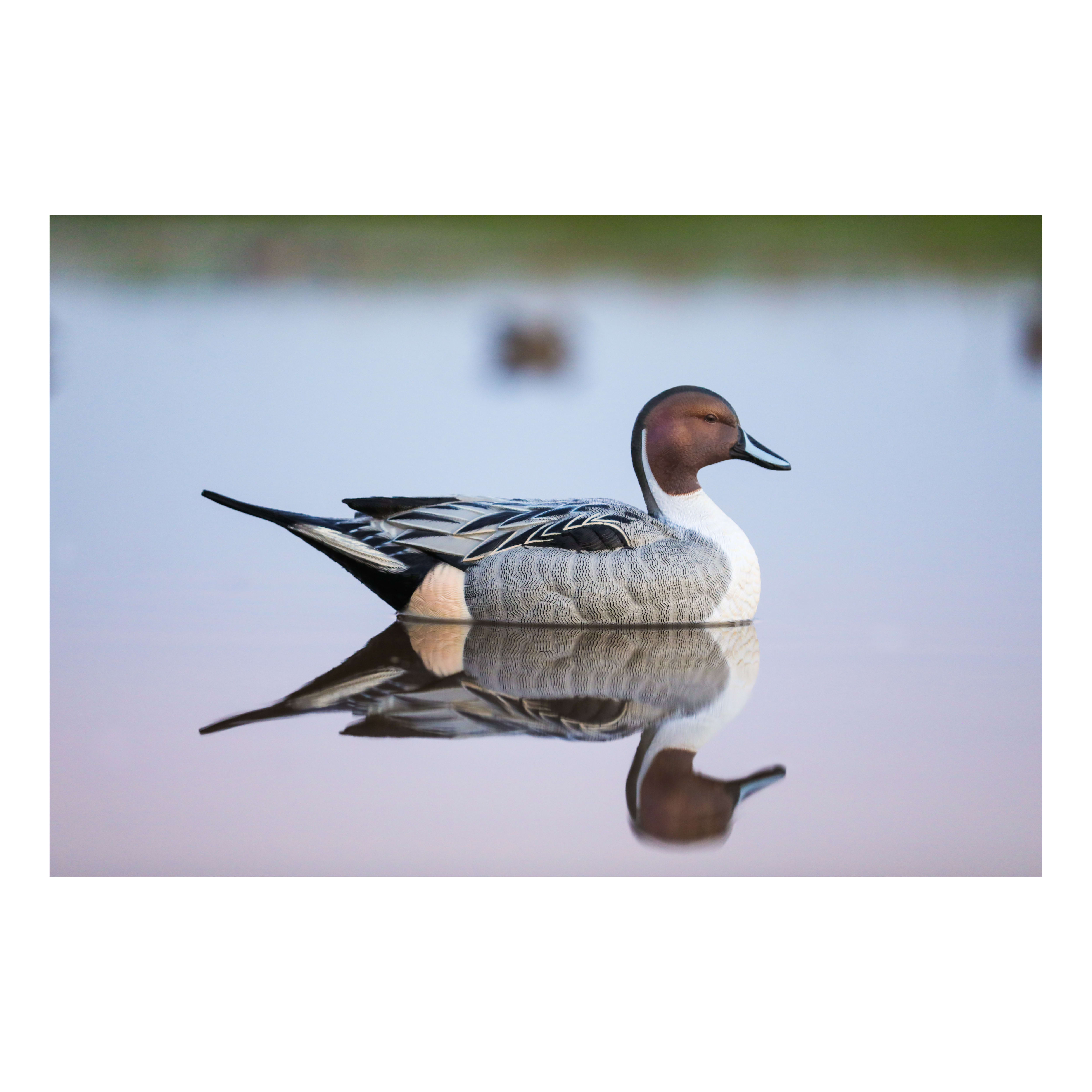 Lifetime Decoys® FlexFloat™ Pintail Decoys Cabela's Canada