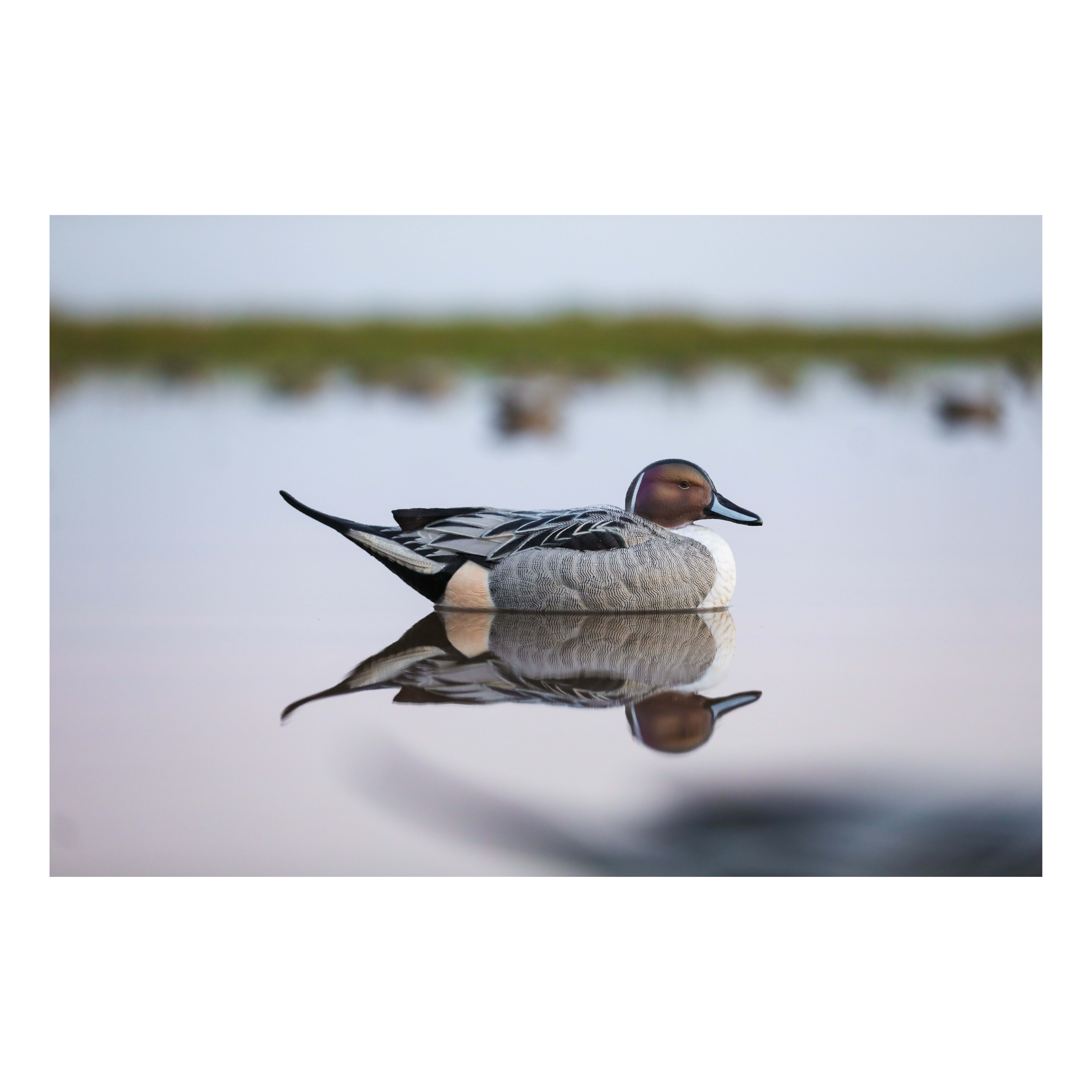 Lifetime Decoys® FlexFloat™ Pintail Decoys Cabela's Canada