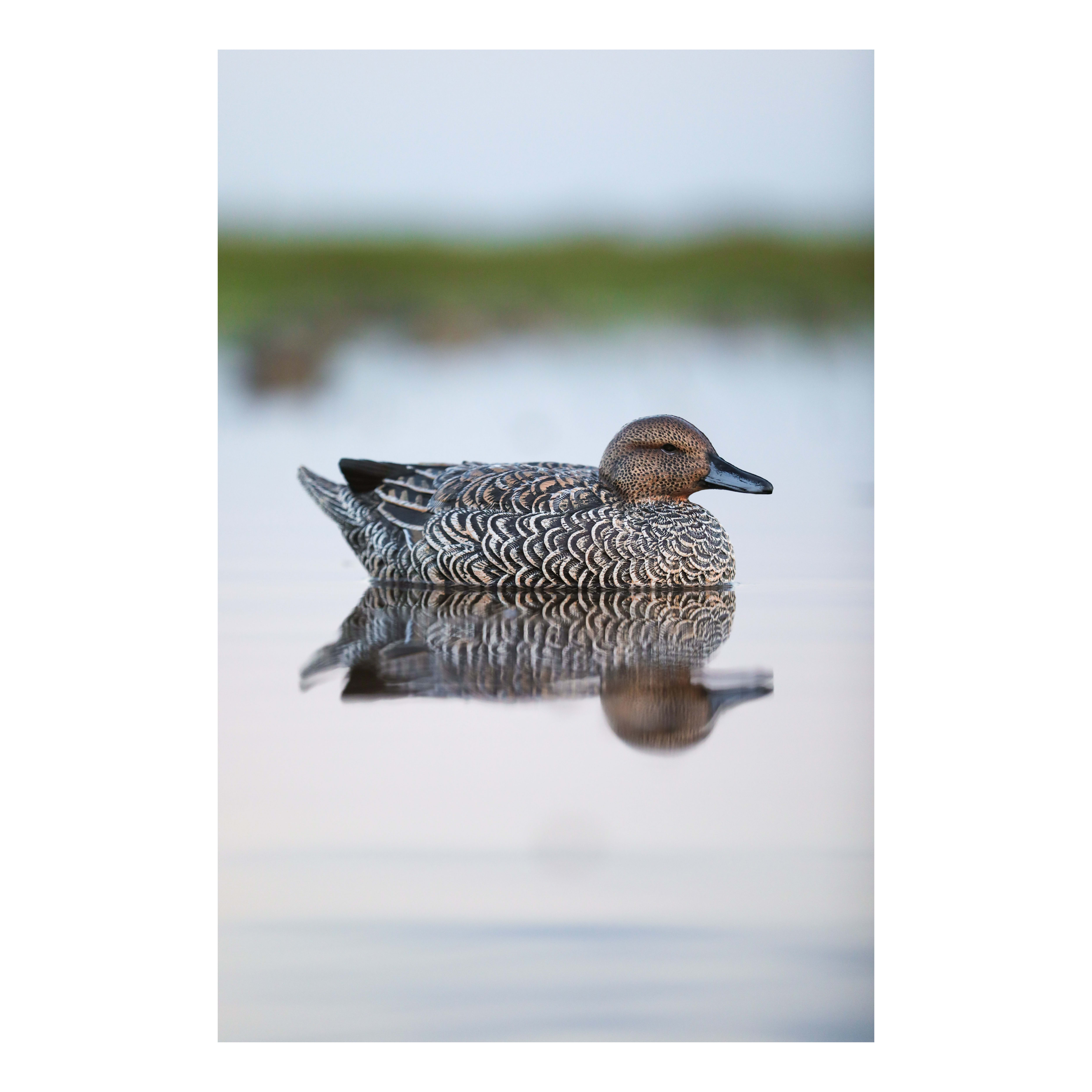 Lifetime Decoys® FlexFloat™ Pintail Decoys Cabela's Canada