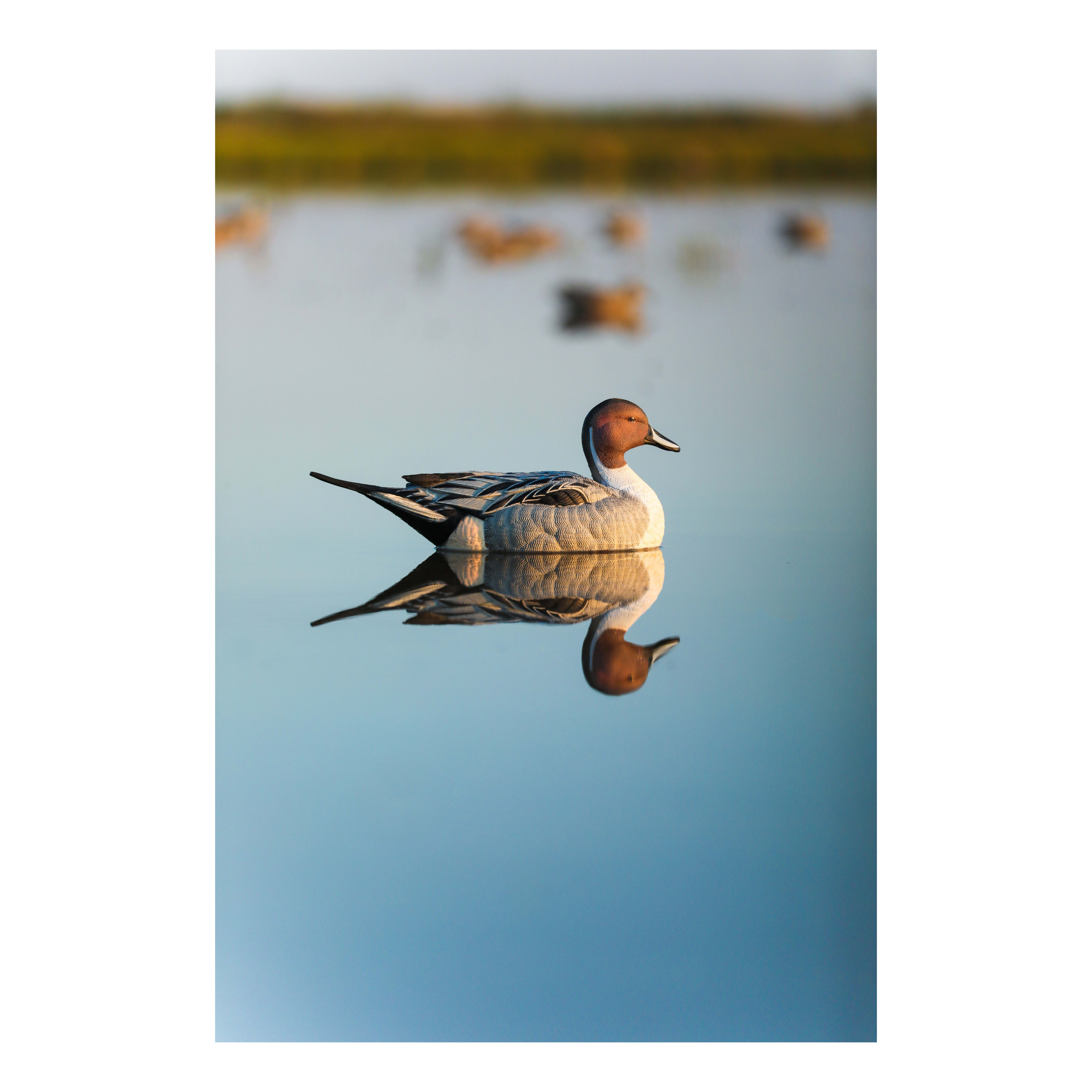 Lifetime Decoys® FlexFloat™ Pintail Decoys Cabela's Canada