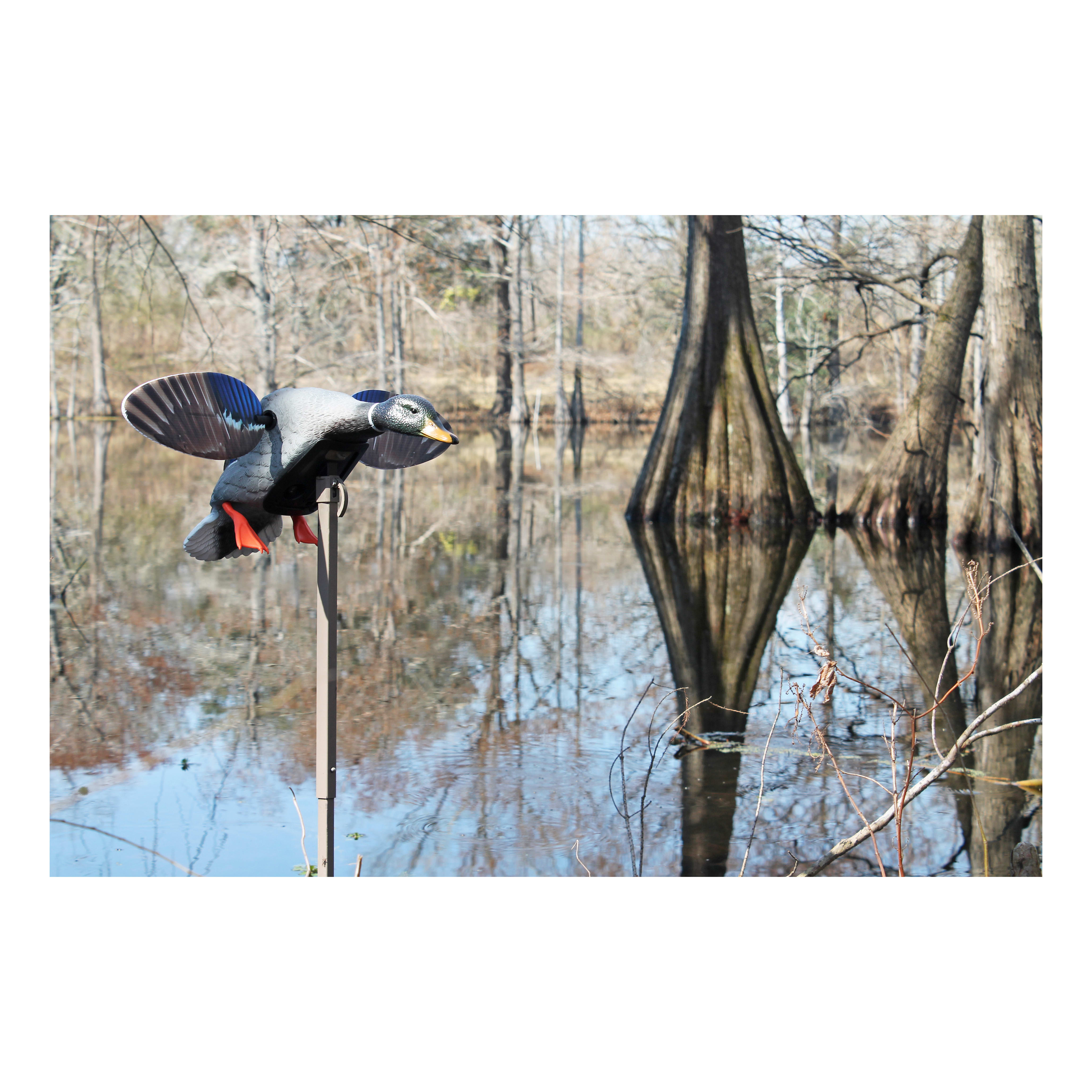 MOJO® Outdoors Elite Series™ Mini Mallard Drake Motorized Duck Decoy