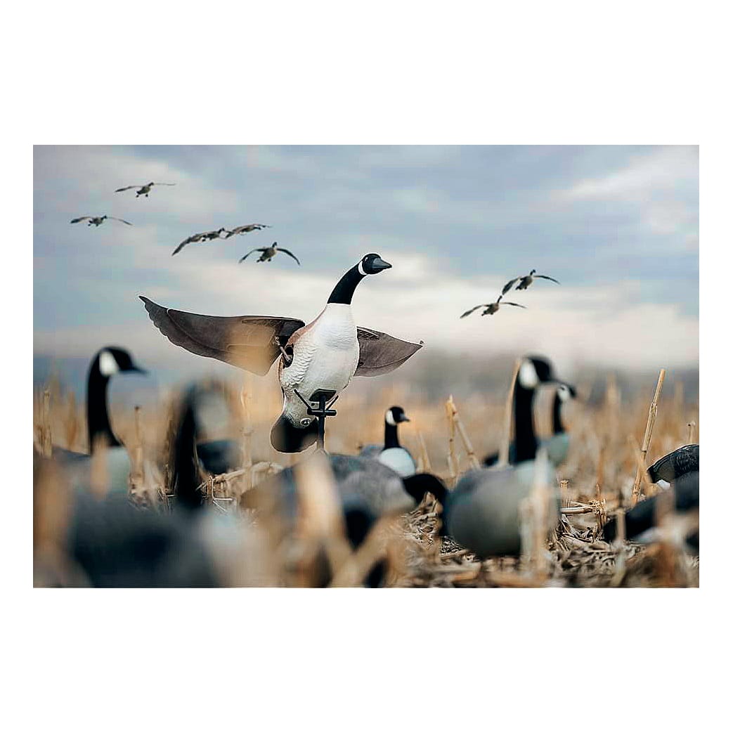 Lucky Duck™ Lucky Flapper Canada Goose Decoy Cabela's Canada