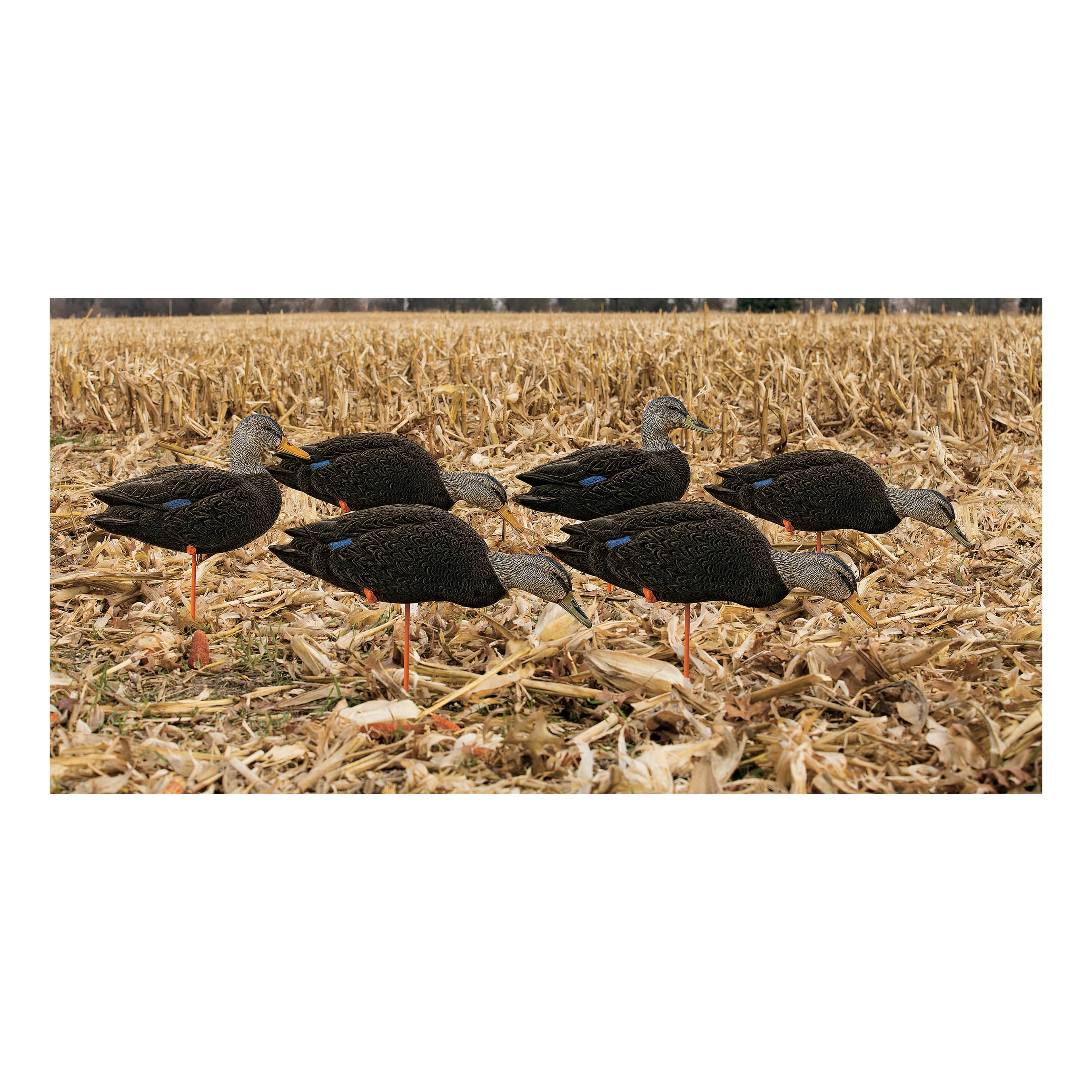 Picture for category Field Decoys