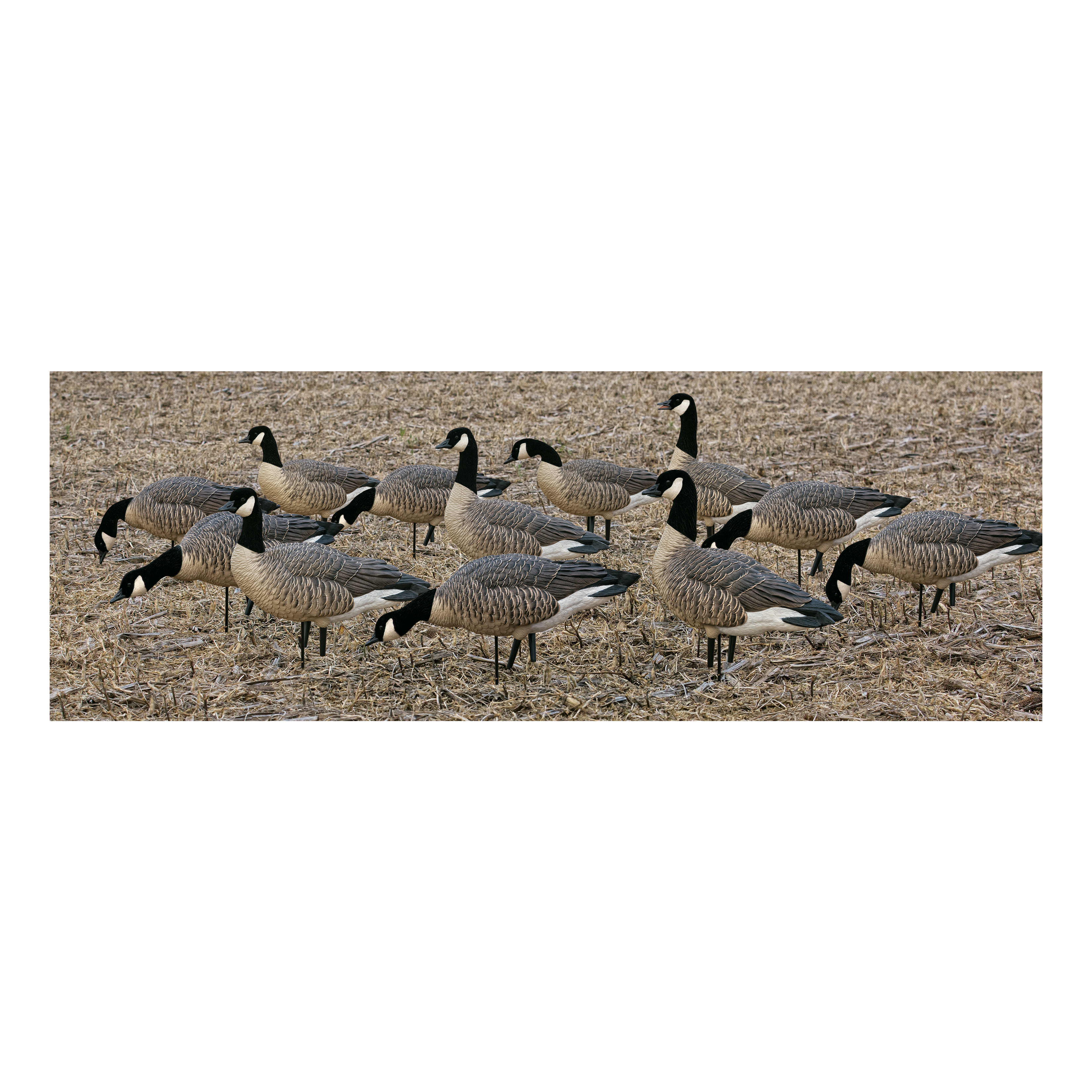 Cabela's winnipeg canada goose discount