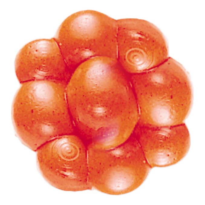 Berkley® PowerBait® Trout/Steelhead Egg Clusters - Fluorescent Orange
