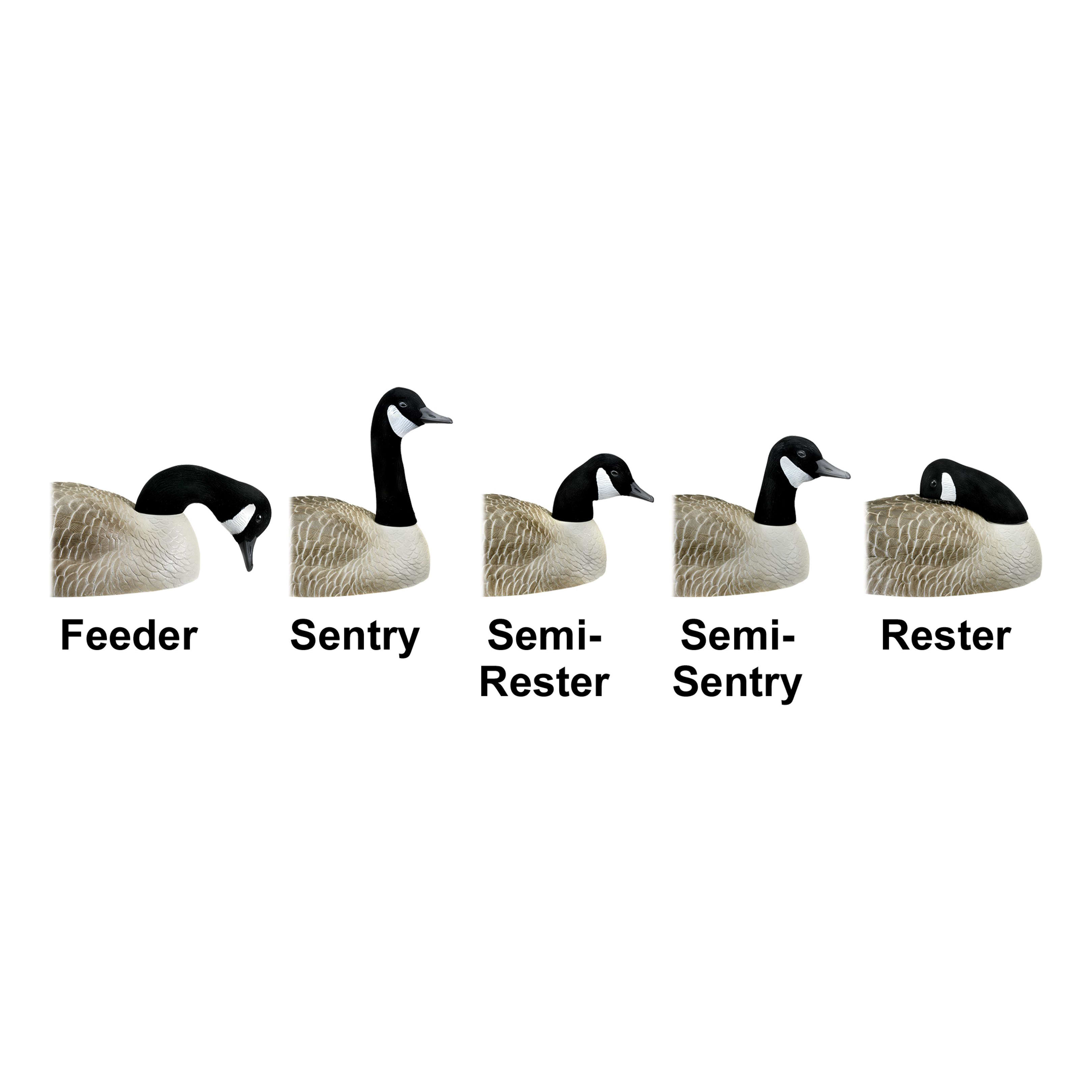 Cabela's winnipeg canada goose hot sale