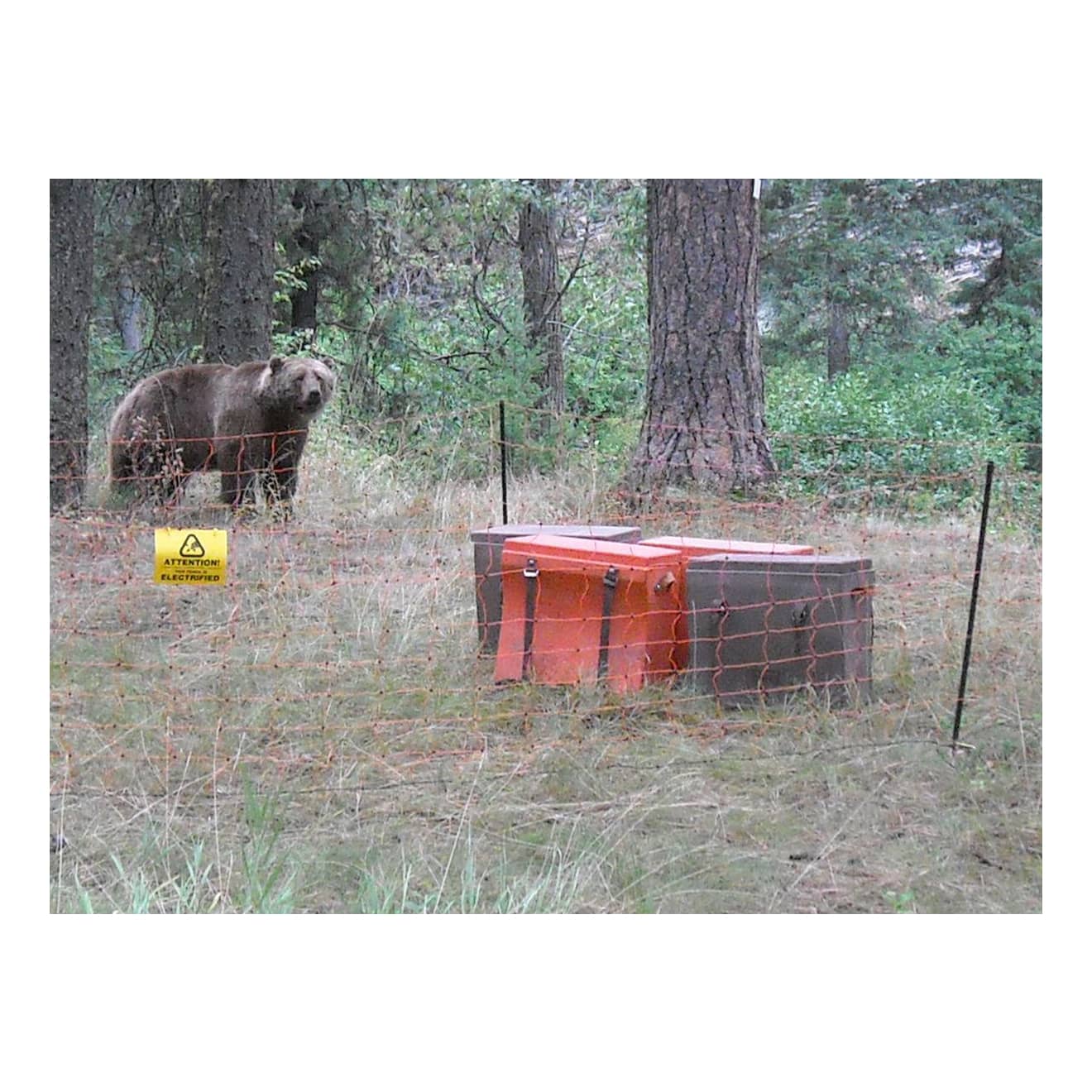 Counter Assault Pentagon Electric Bear Fence - In the Field