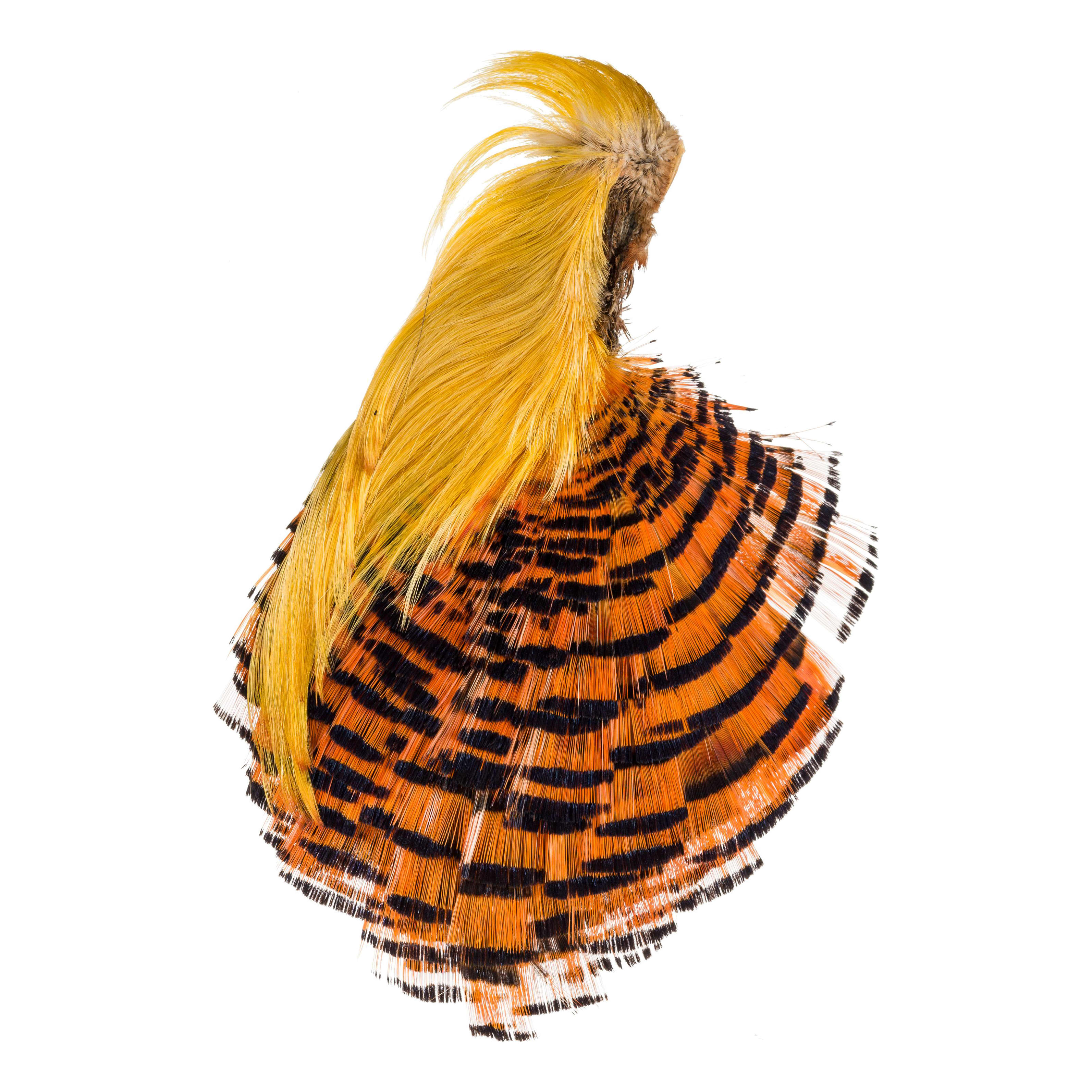 Cabela's Golden Pheasant Complete Head