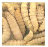 Magic® Preserved Wax Worms