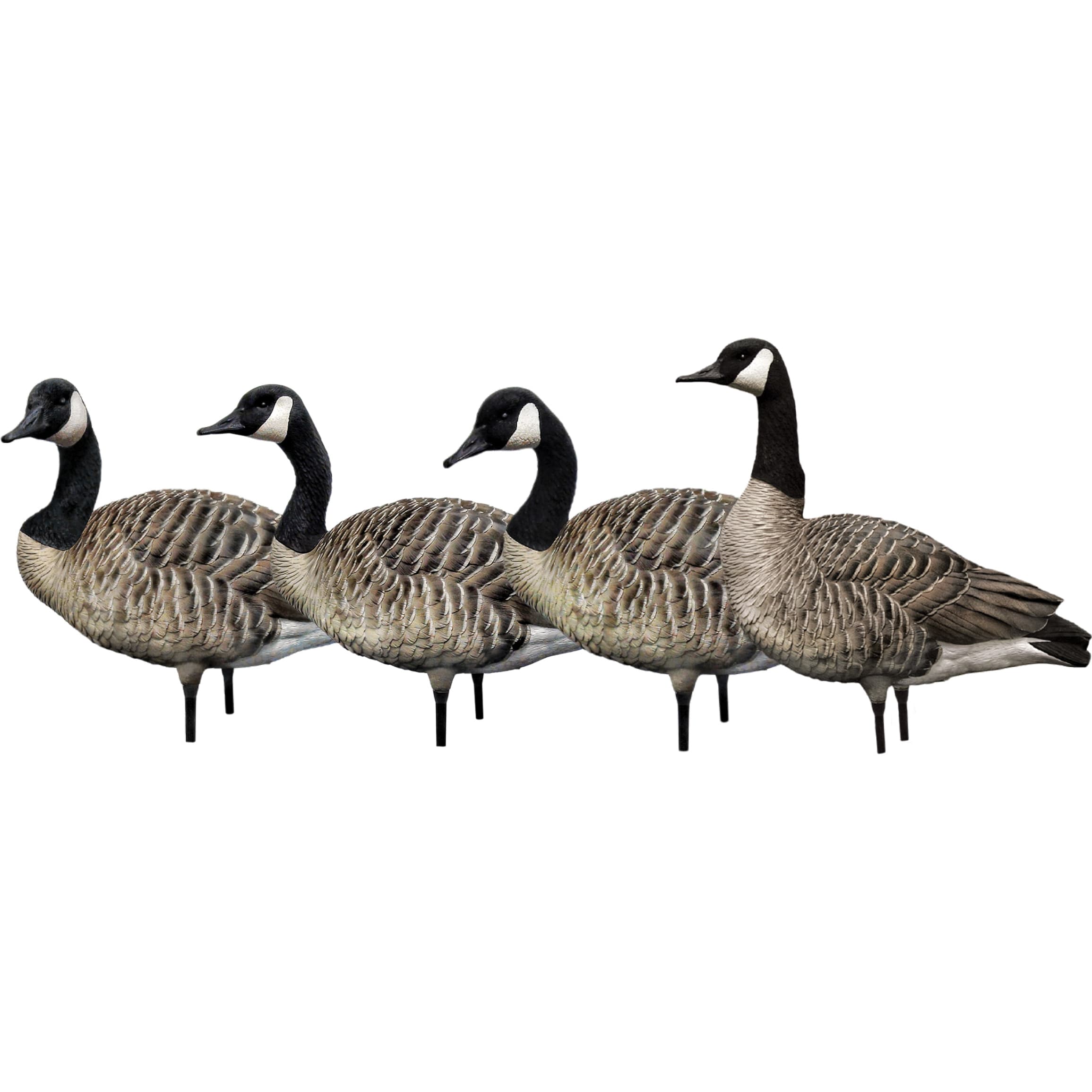 Cabela's winnipeg canada goose online