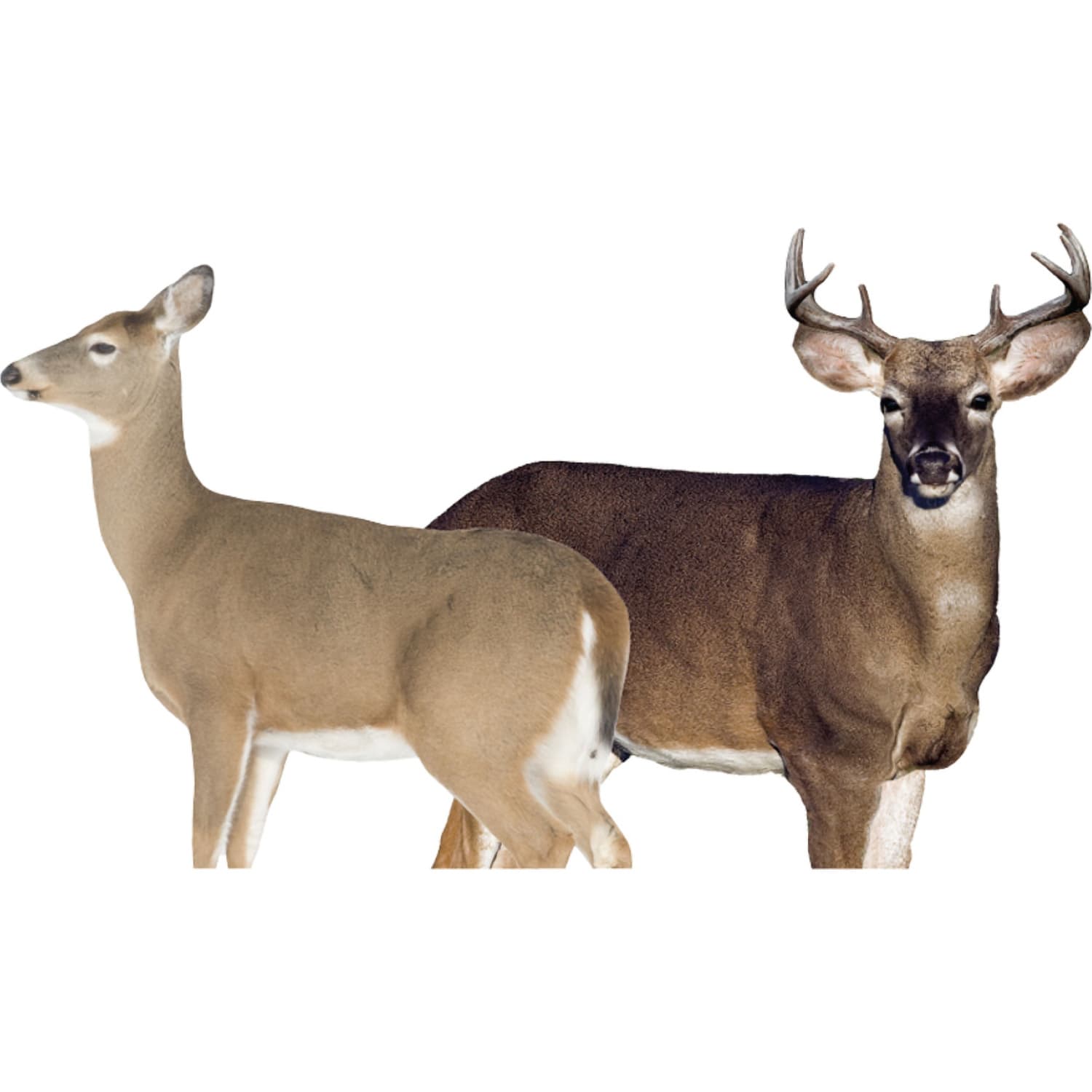 Montana Decoy Dream Team Whitetail Deer Decoy
