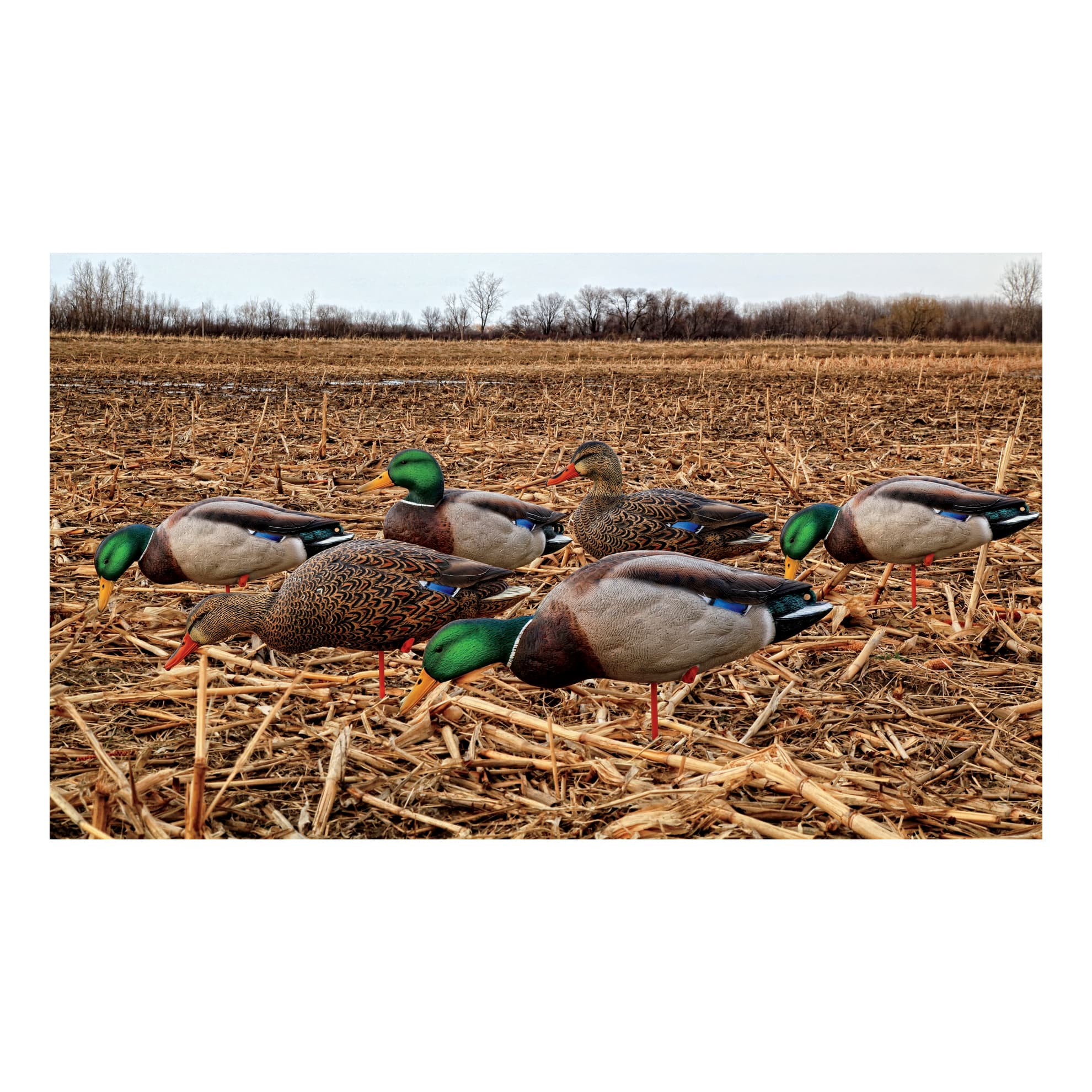 Picture for category Field Decoys
