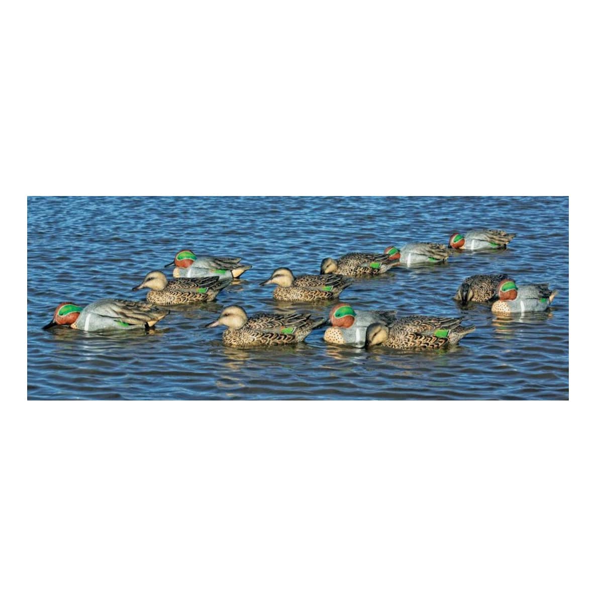 Avian-X Green Wing Teal Decoys - Six-Pack