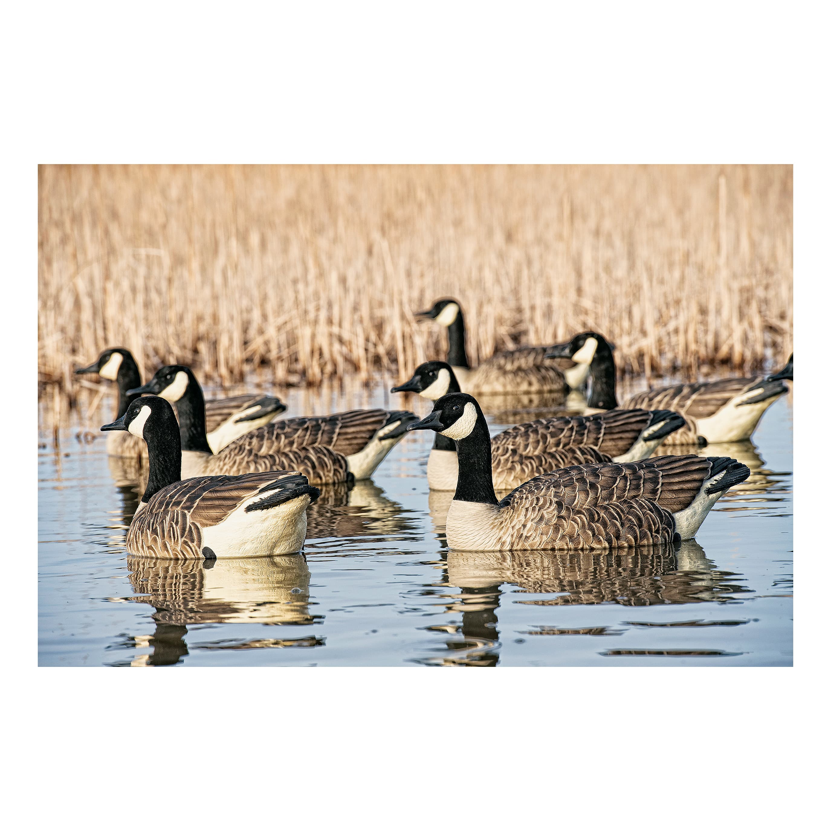 Avian-X Topflight Honker Floaters Goose Decoys - In the Field