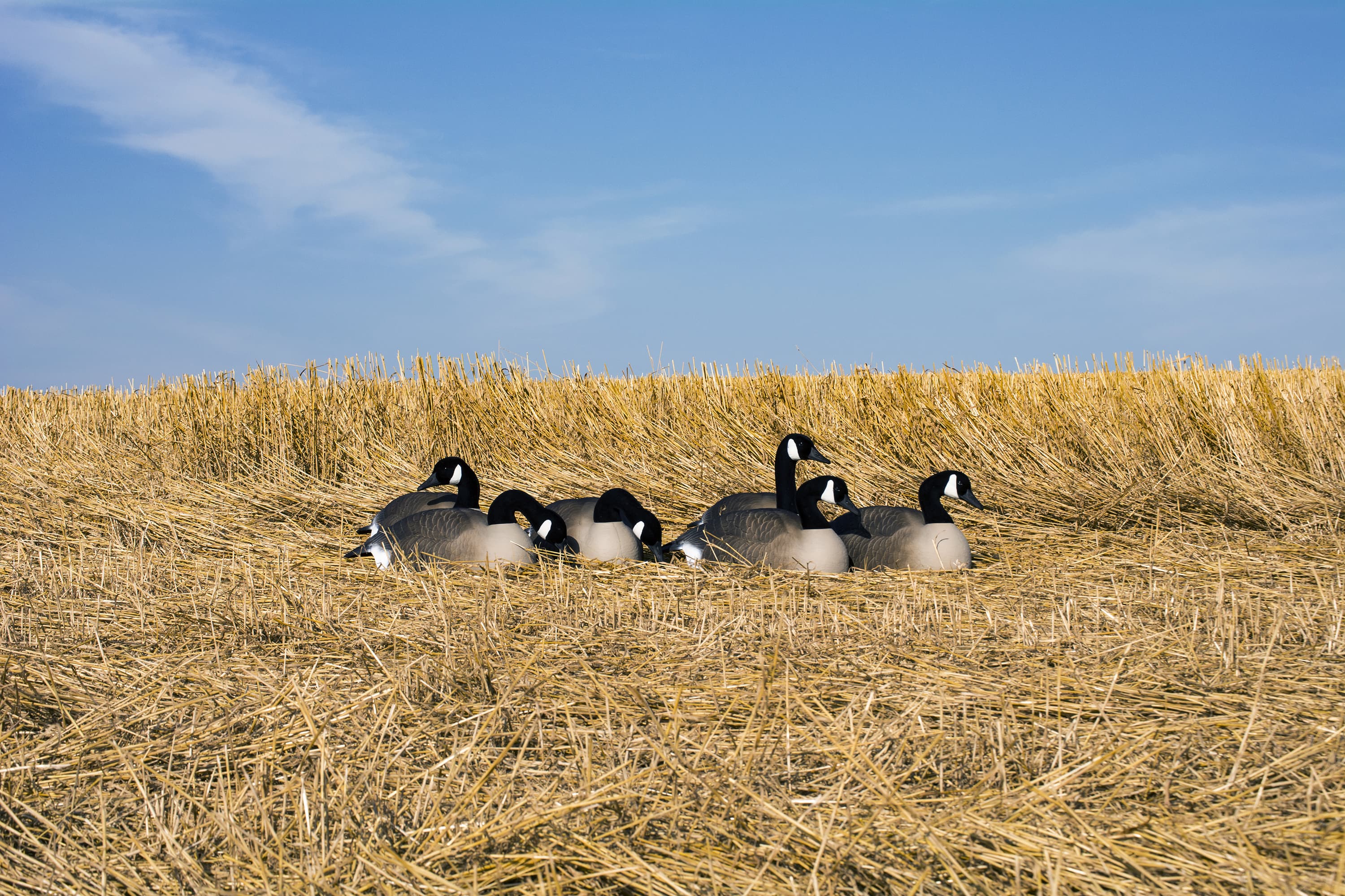 Higdon Magnum Half-Shell Canada Goose Decoys