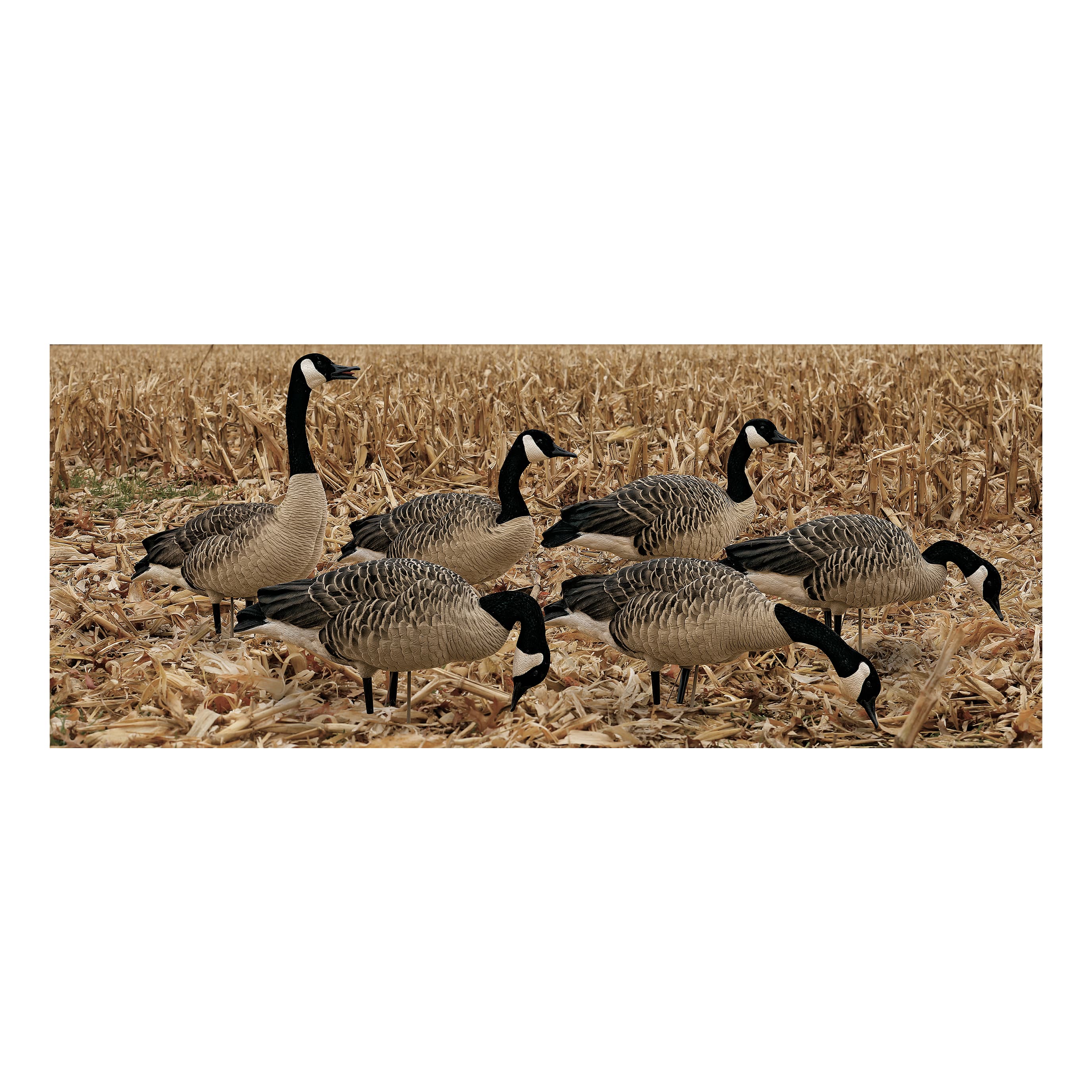 Avian-X Topflight Honker Floater Canada Goose Decoys