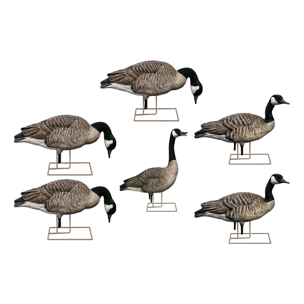 AvianX® Fusion Honker GooseDecoy Pack Cabela's Canada