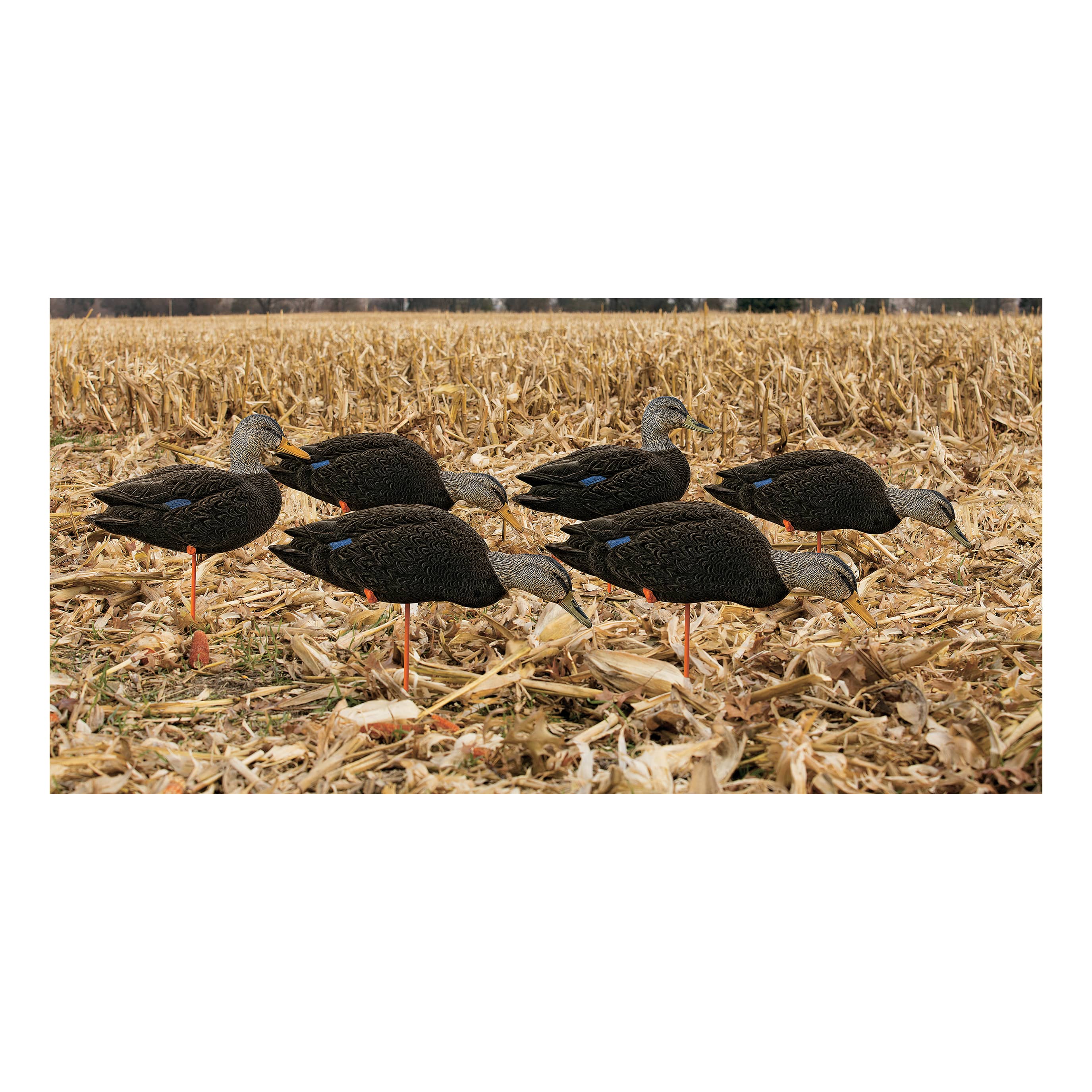 Avian-X® Full-Body Black-Duck Decoys | Cabela's Canada