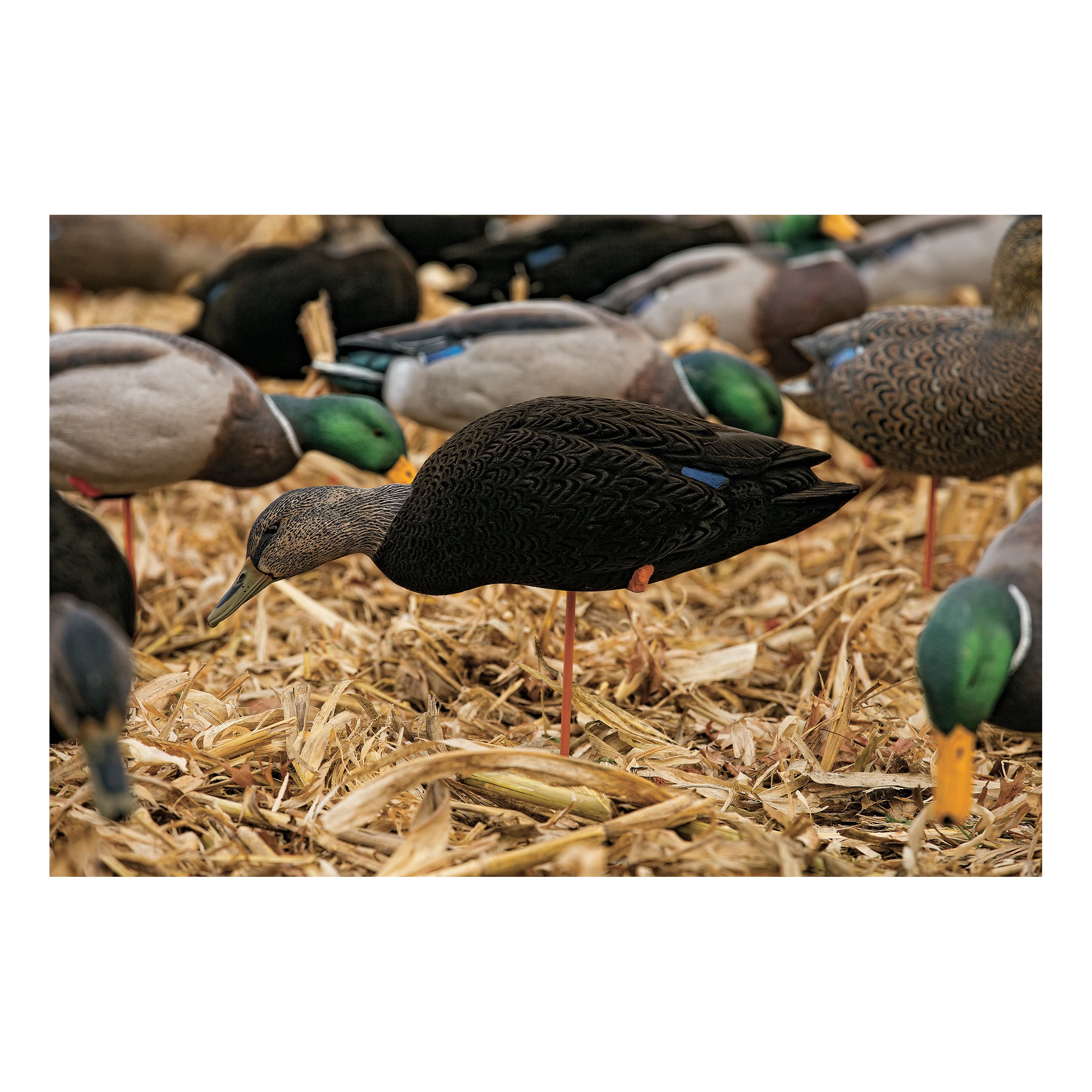 Avian-X Full-Body Black-Duck Decoys - Feeder