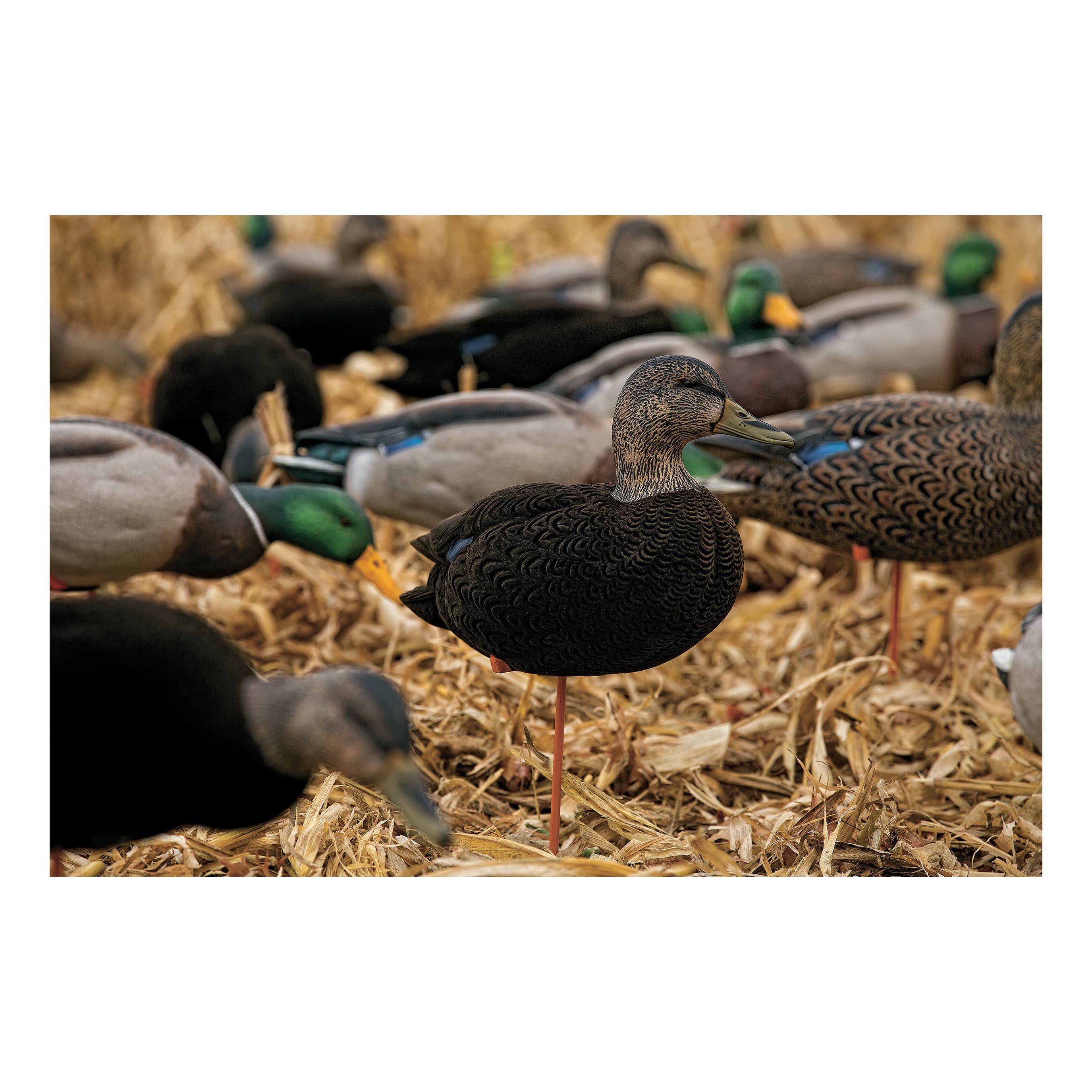 Avian-X Full-Body Black-Duck Decoys - Low Head