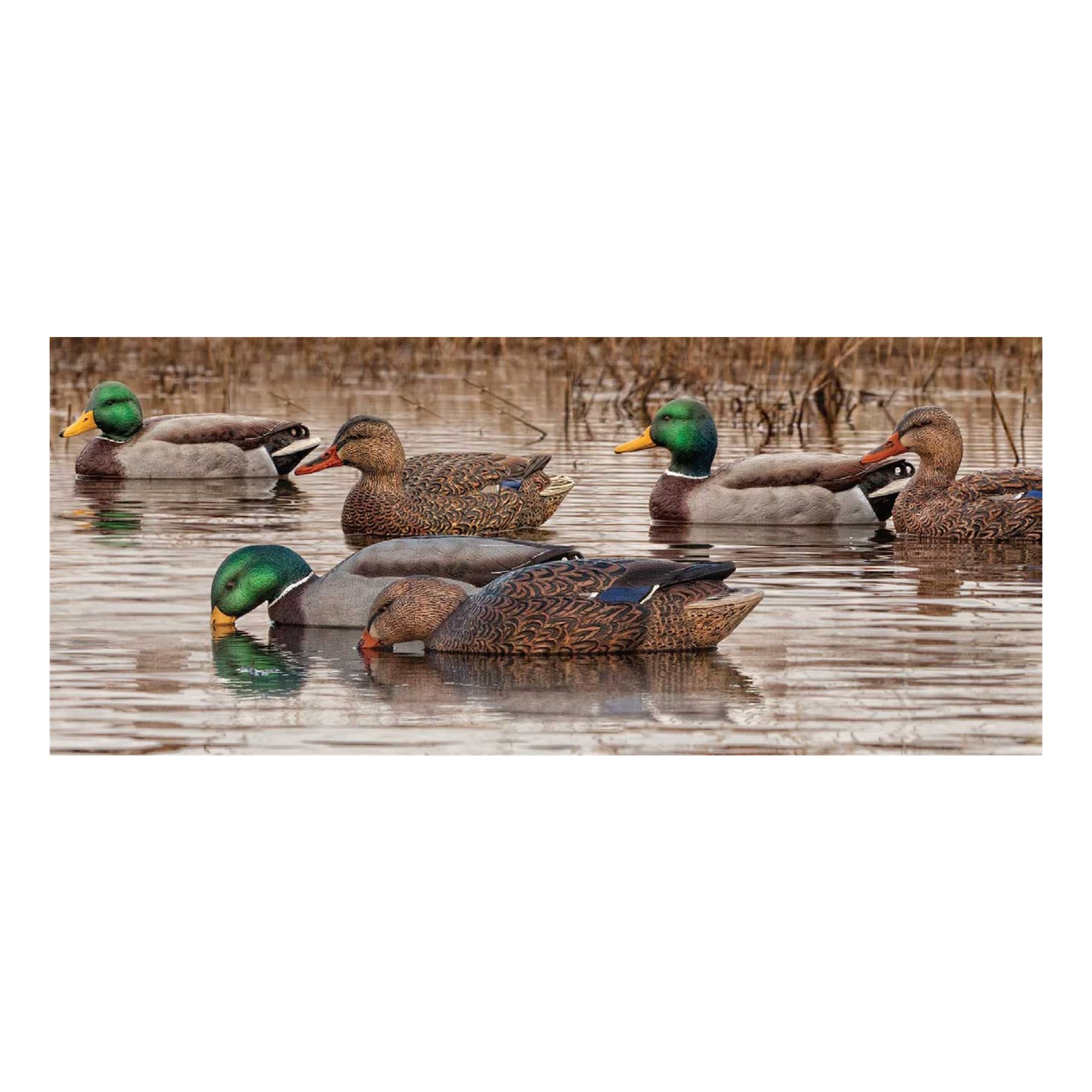 AvianX® Fusion Mallard Decoys Cabela's Canada