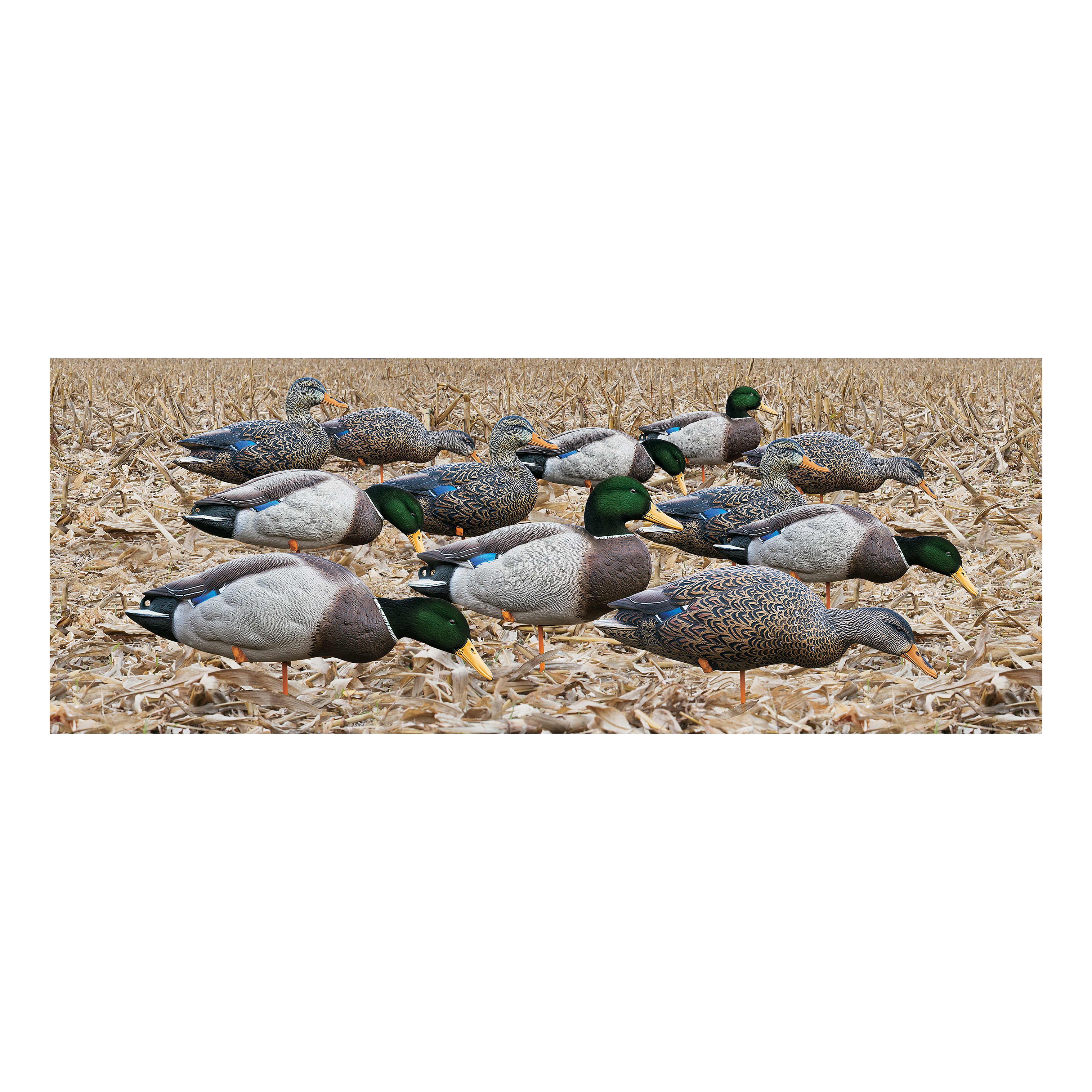 Avian-X AXP Full-Body Mallard Outfitter Duck Decoys w/ Decoy Bag