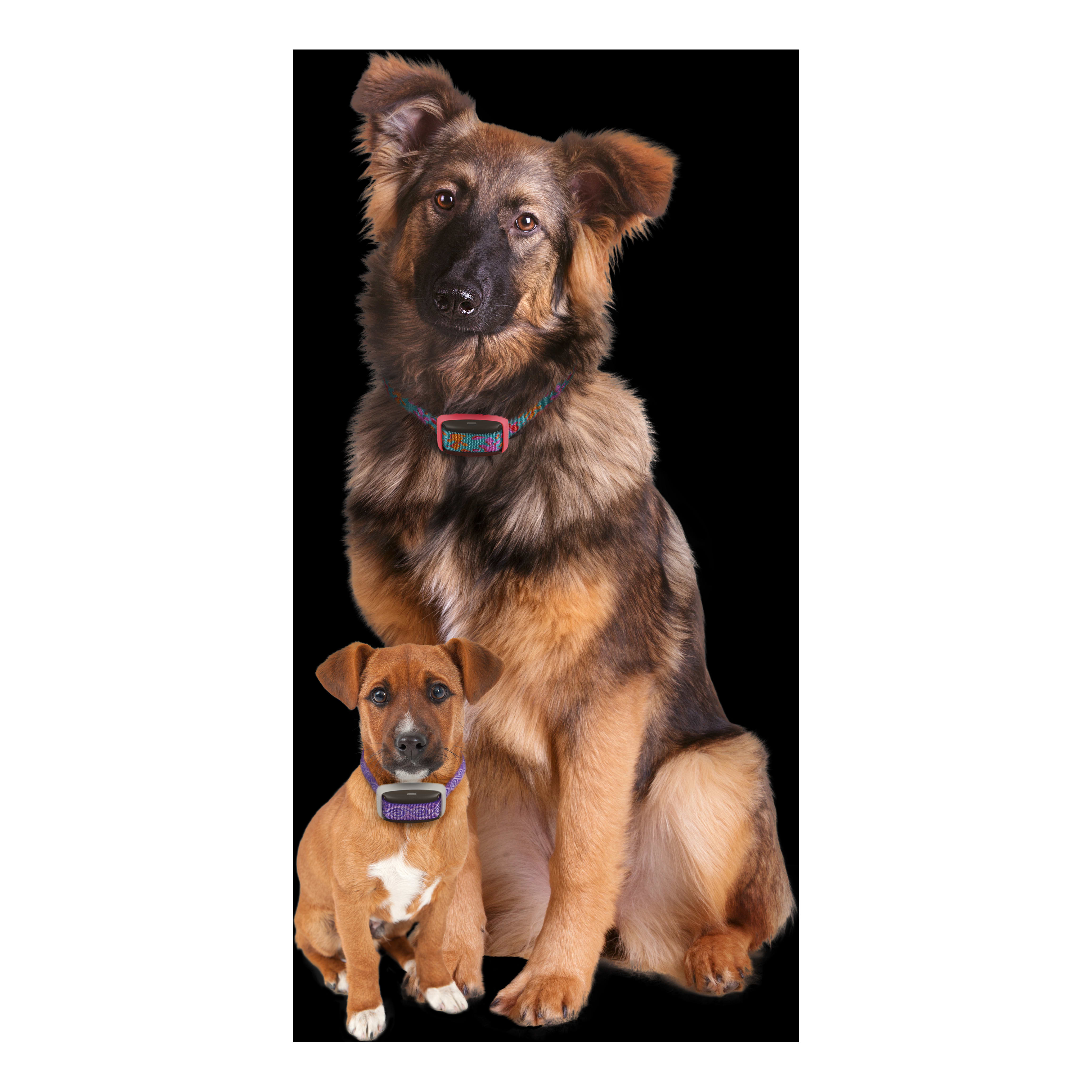 Garmin® Delta Smart Dog - Device Only - Can Be Used On Dogs Of All Sizes