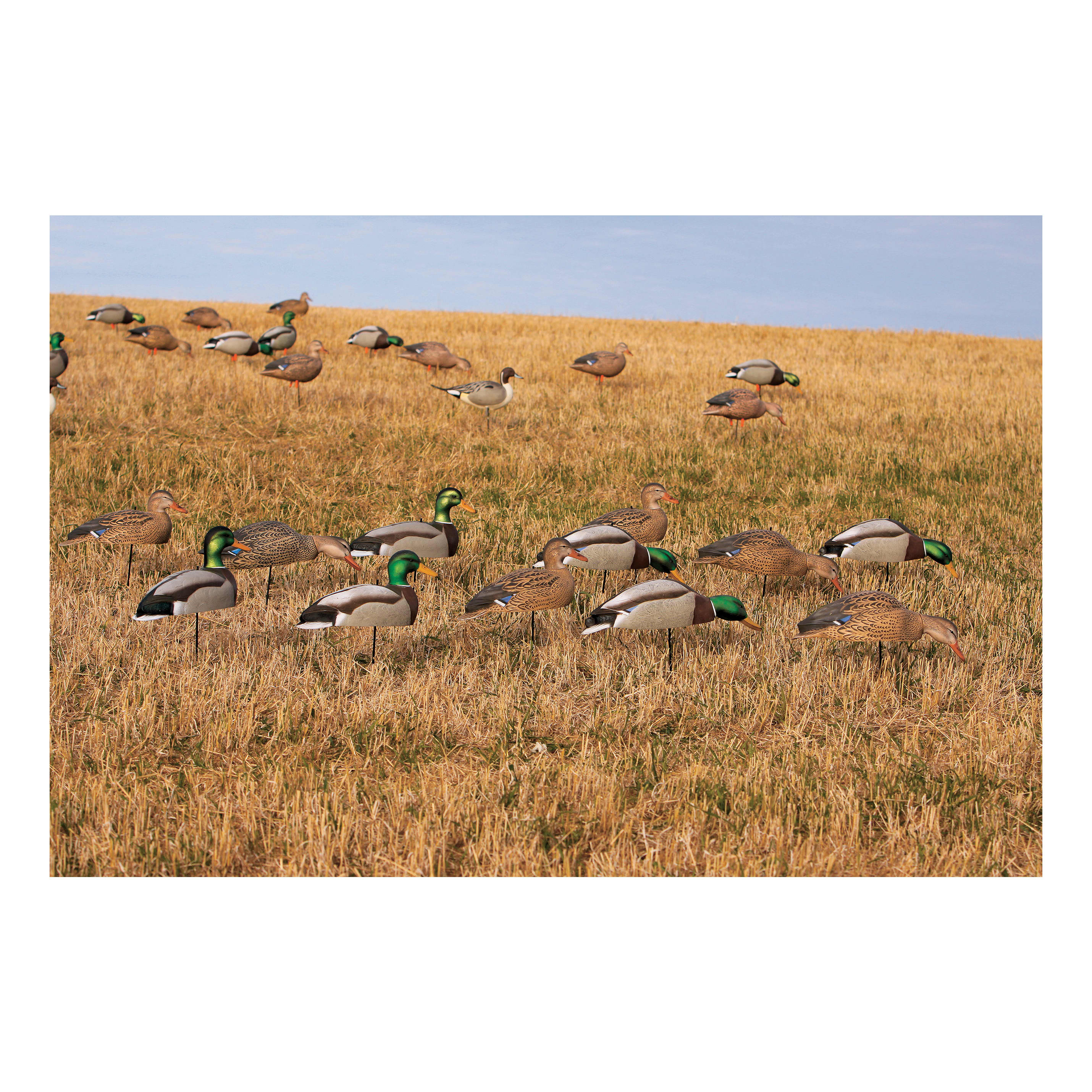 Greenhead Gear® Oversize Mallard Shell-Decoy Harvester 12-Pack - In The Field