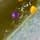 Goby Bryant