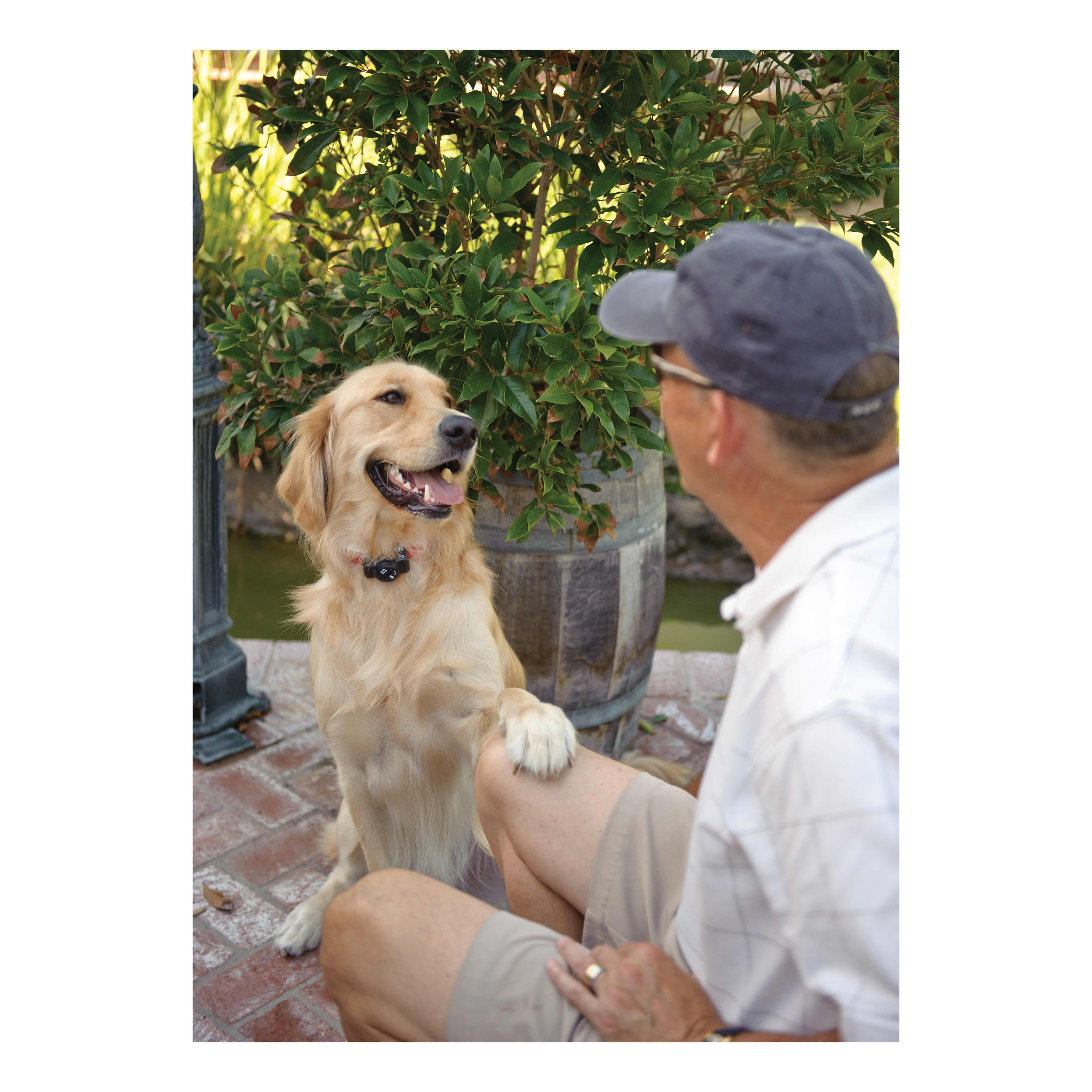 PetSafe® Premium Basic In-Ground Fence™ - In the Field