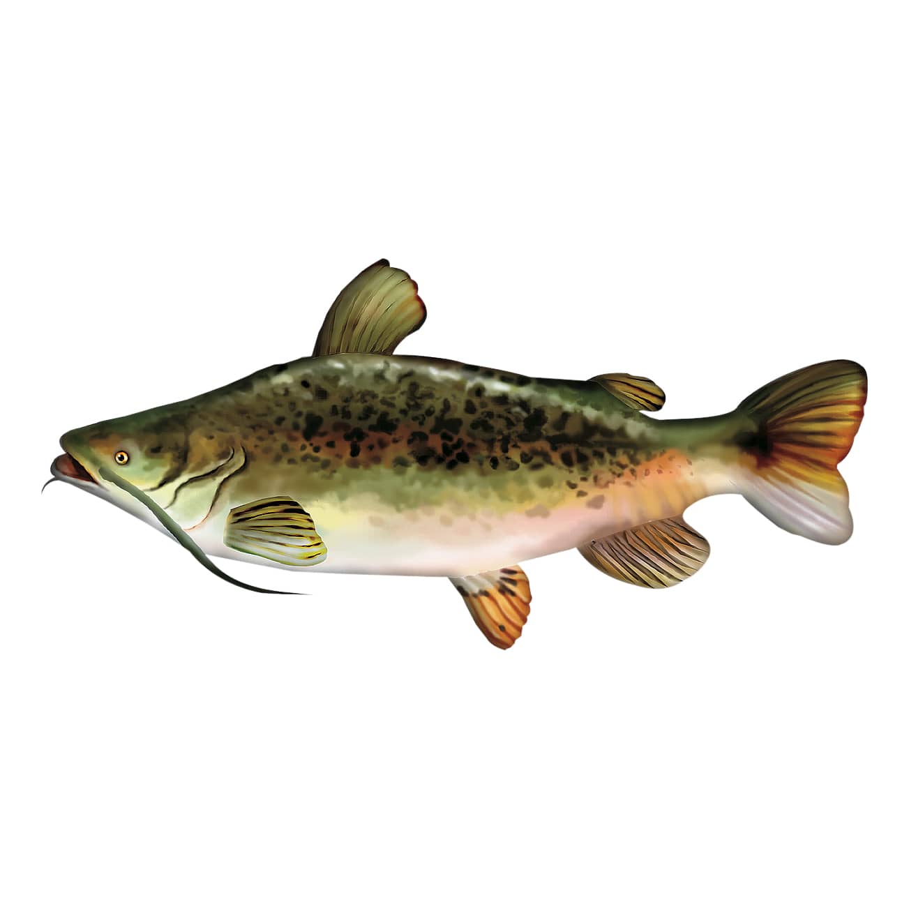 Bass Pro Shops Giant Stuffed Catfish Cabela s Canada
