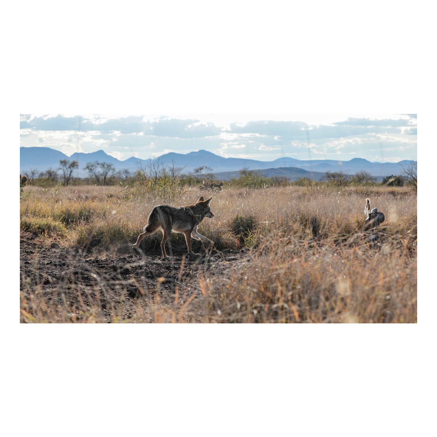 Lucky Duck™ Revolt Predator ECaller Cabela's Canada