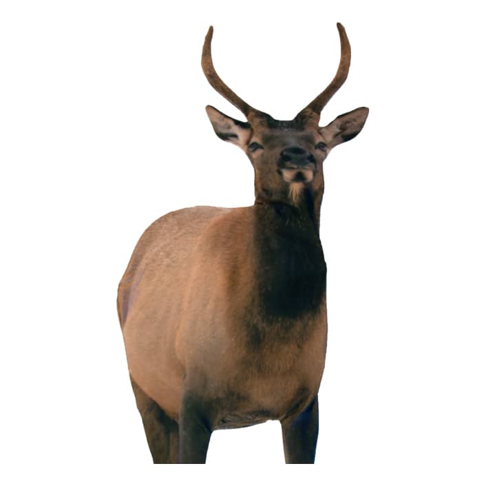 Montana Decoys Spike Elk
