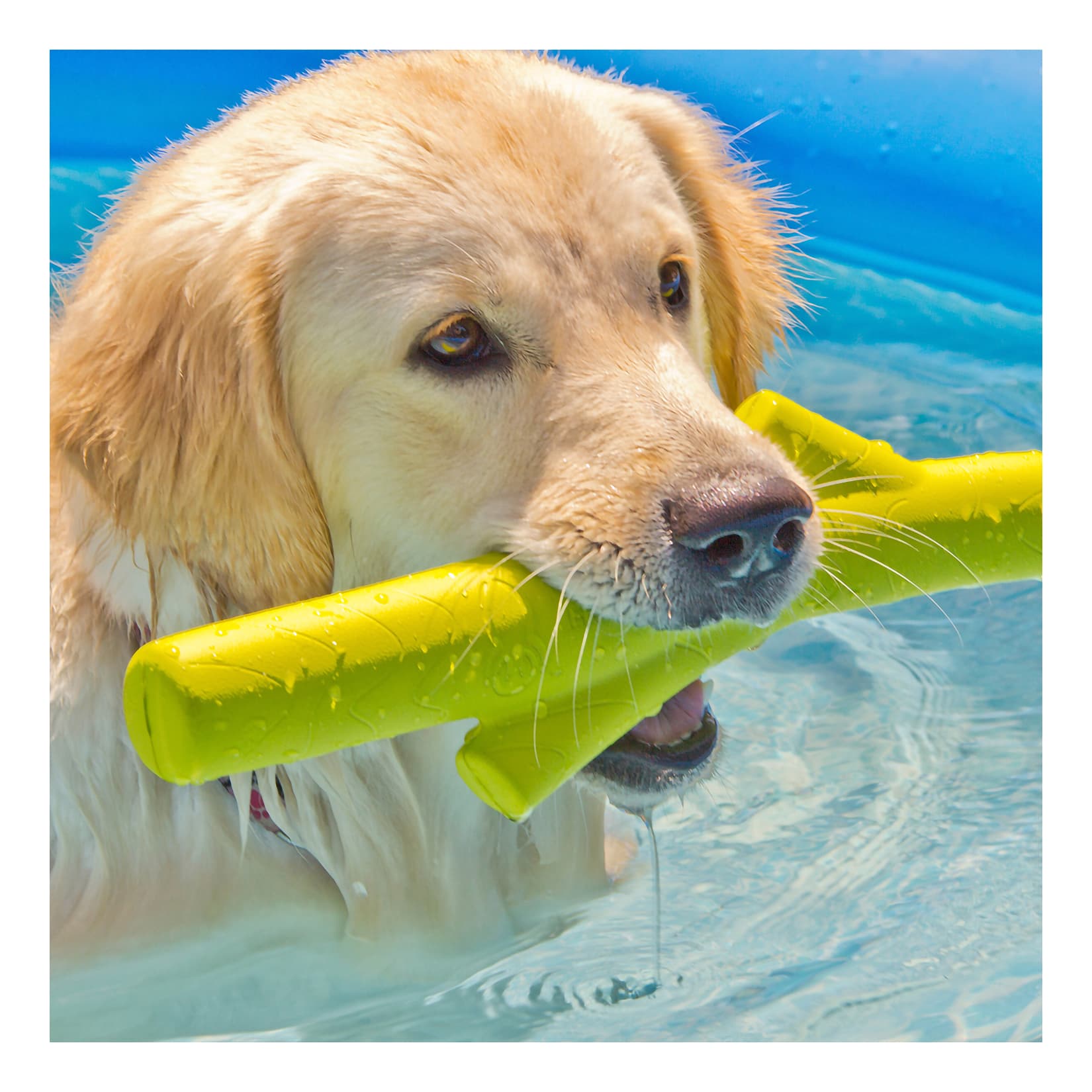 Hyper chewz stick outlet