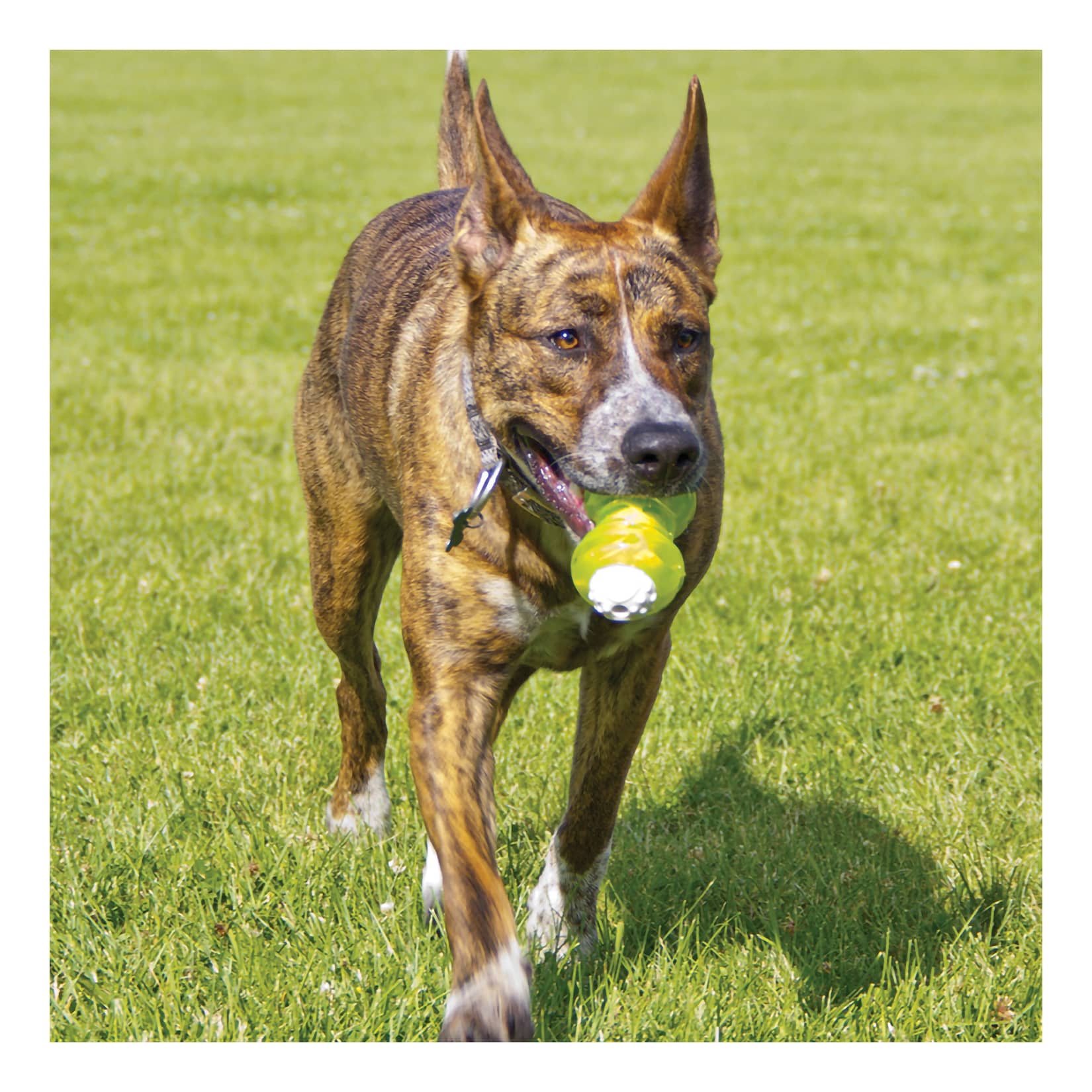 Hyper Pet™ Hyper Squawker™ Bone - in use