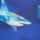 Sharks