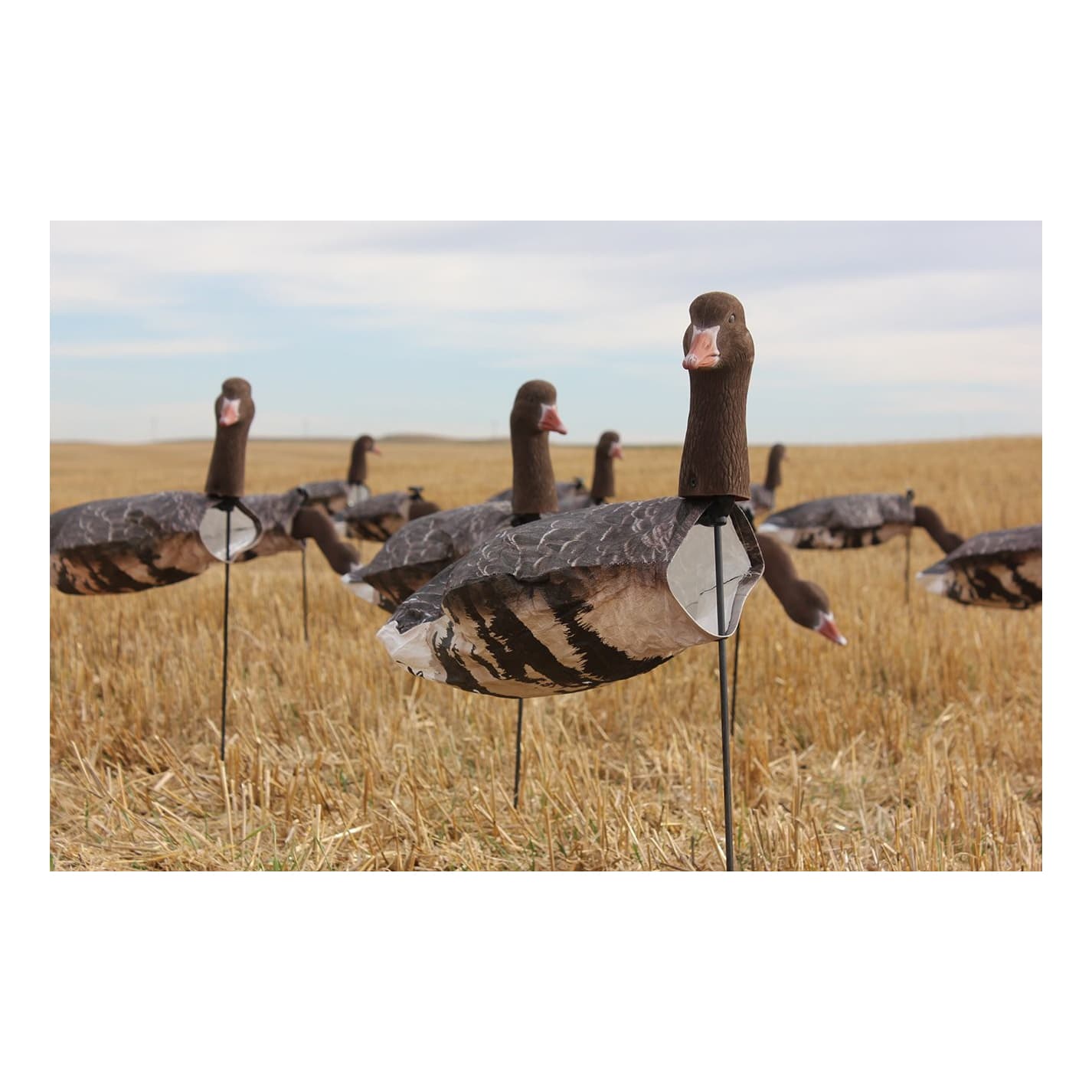 White Rock Decoys Specklebelly Goose Windsock Decoys - In the Field
