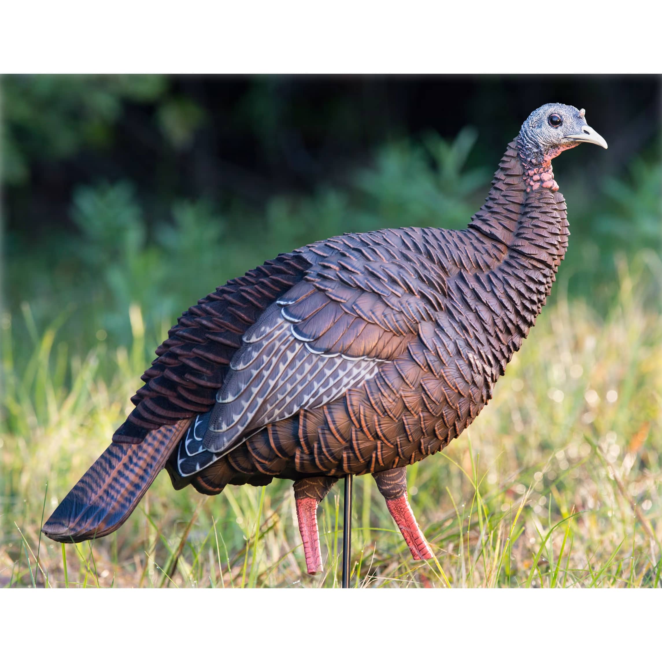 Avian-X® HDR Hen Turkey Decoy | Cabela's Canada