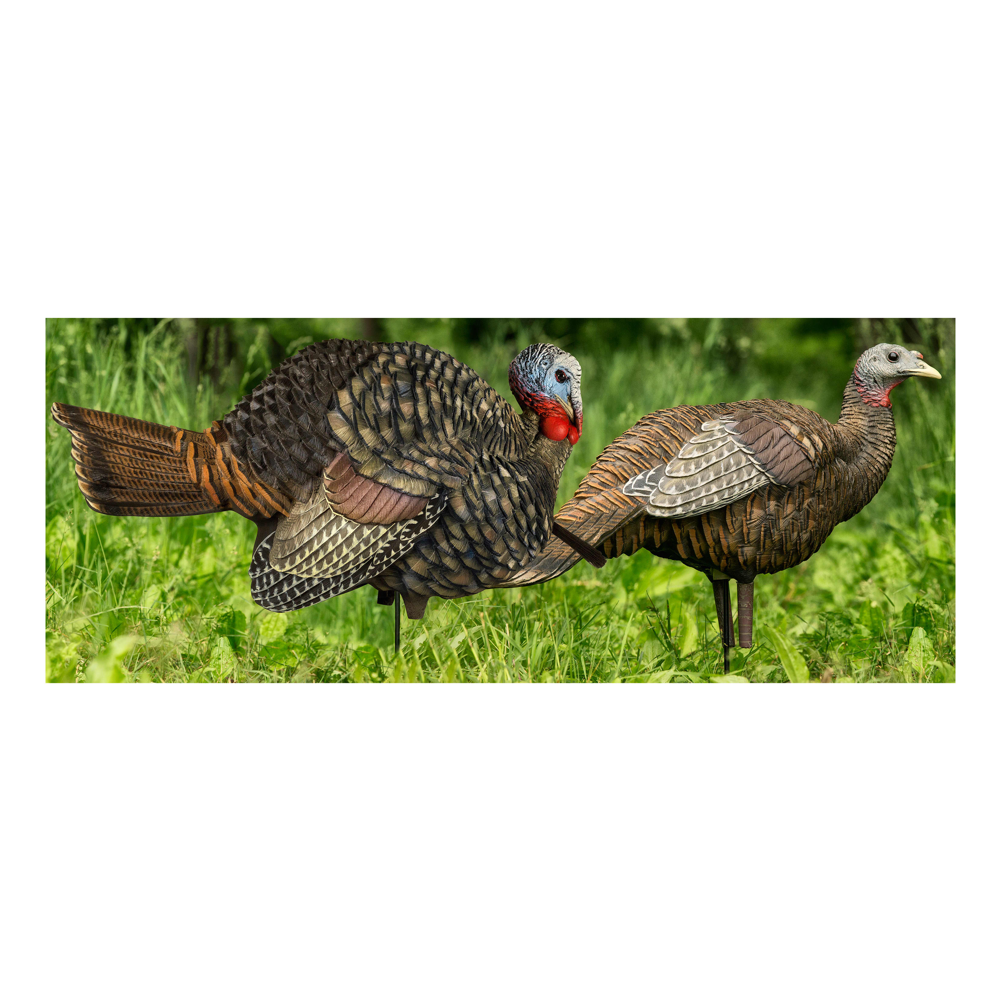 AvianX® HalfStrut Jake and Breeder Turkey Decoy Combo Cabela's Canada