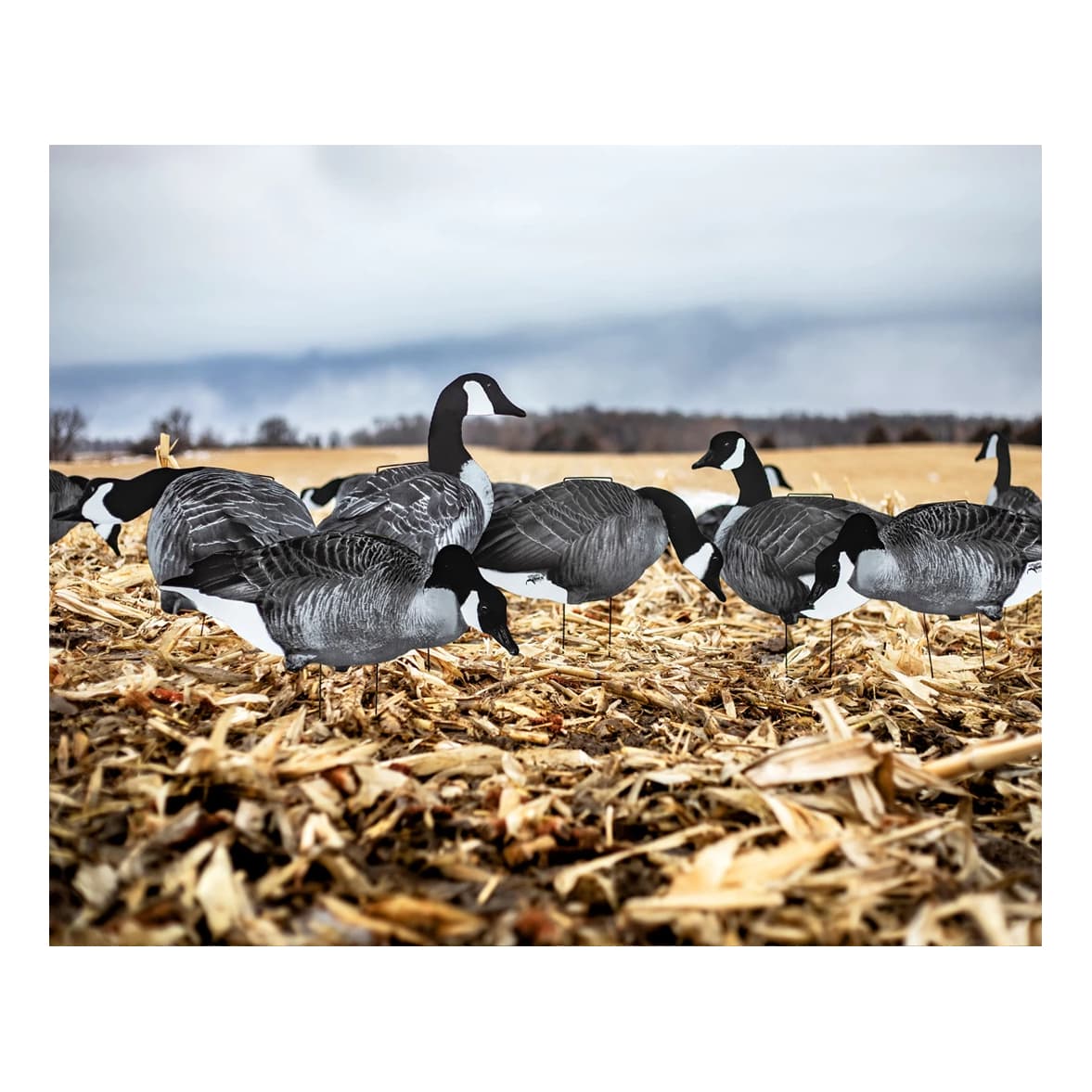 White Rock Decoys Printed Canada Goose Silhouette Decoys - In the Field