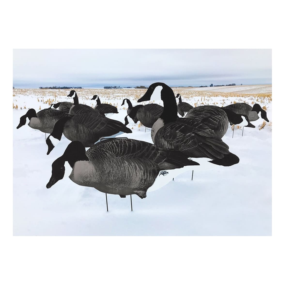 White Rock Decoys Printed Canada Goose Silhouette Decoys - In the Field