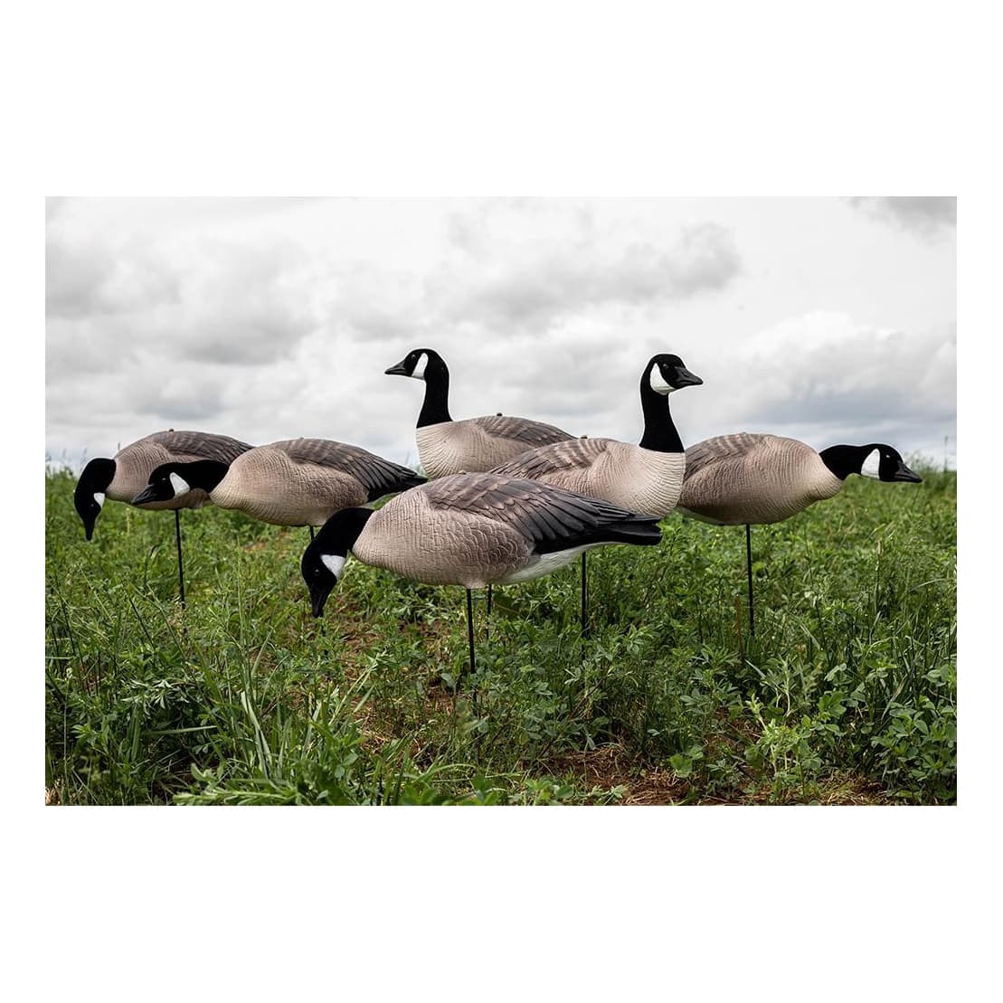 White Rock Decoys EVAC Full-Body Canada Goose Decoys - In the Field