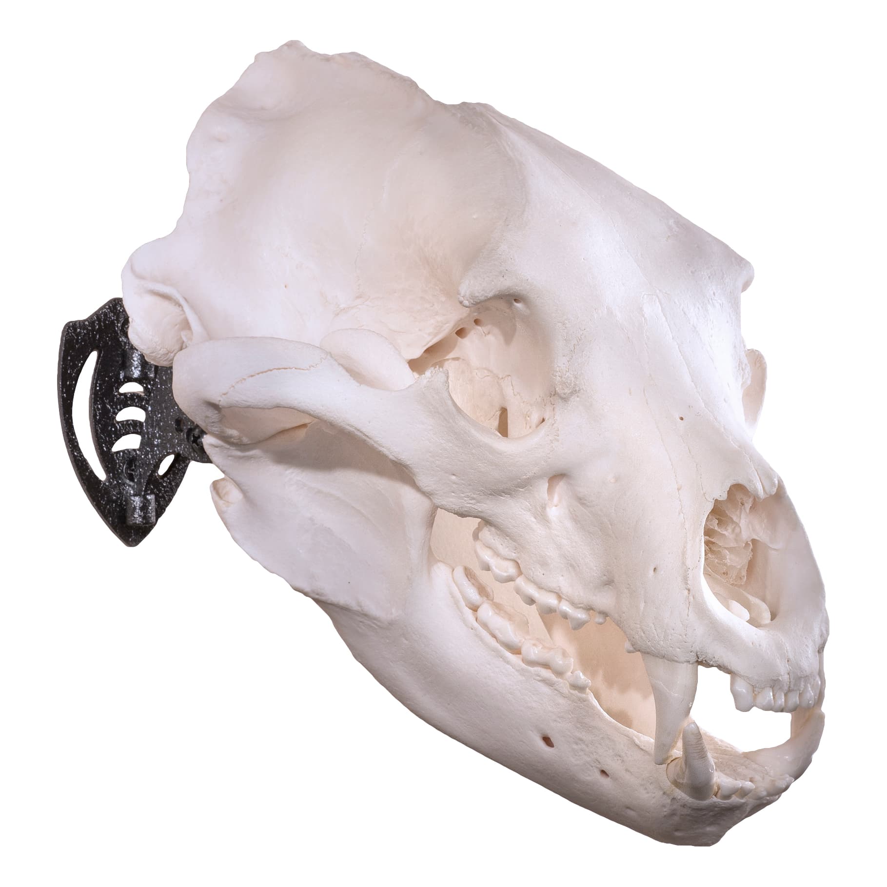 Skull Hooker® Mini Hooker Mounting Bracket - Black - in use