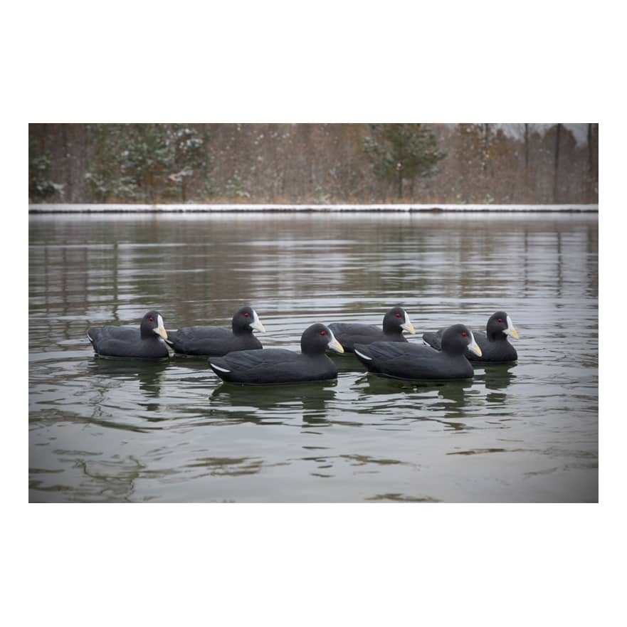 Higdon Outdoors Standard Coot Decoys - In the Field