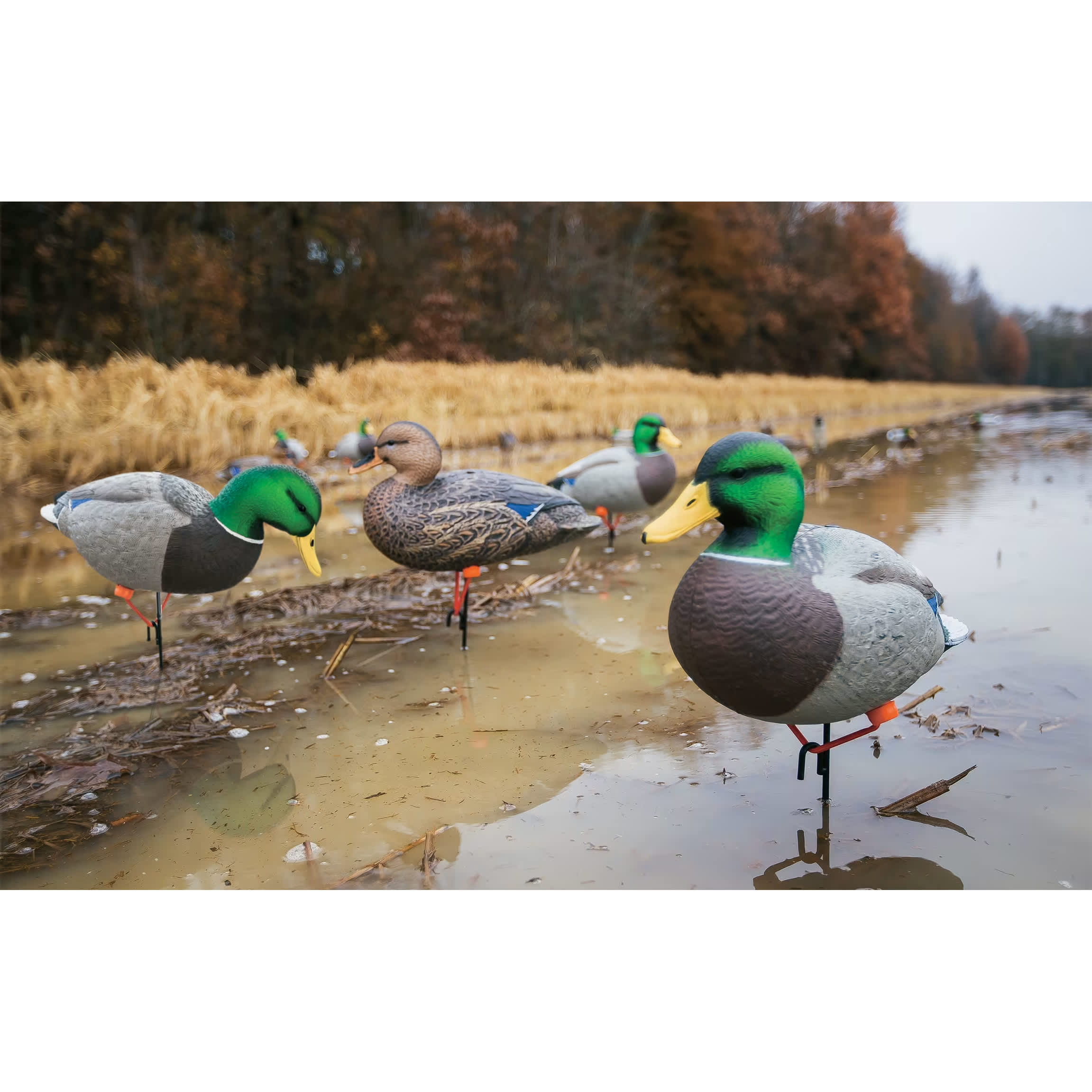 Northern Flight® Full Body Mallard II Duck Decoys