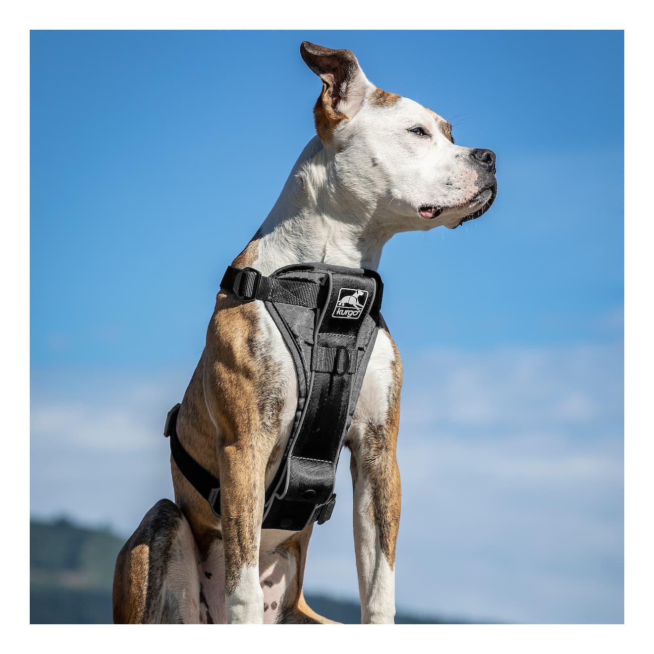 Kurgo® Tru-Fit Smart Dog Walking Harness
